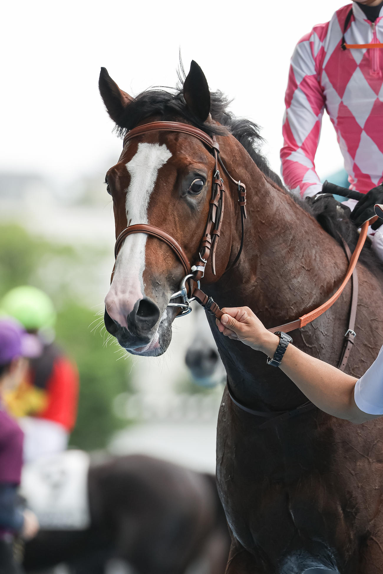 函館1R、2歳未勝利を制したピコサン（撮影・村野早祐）