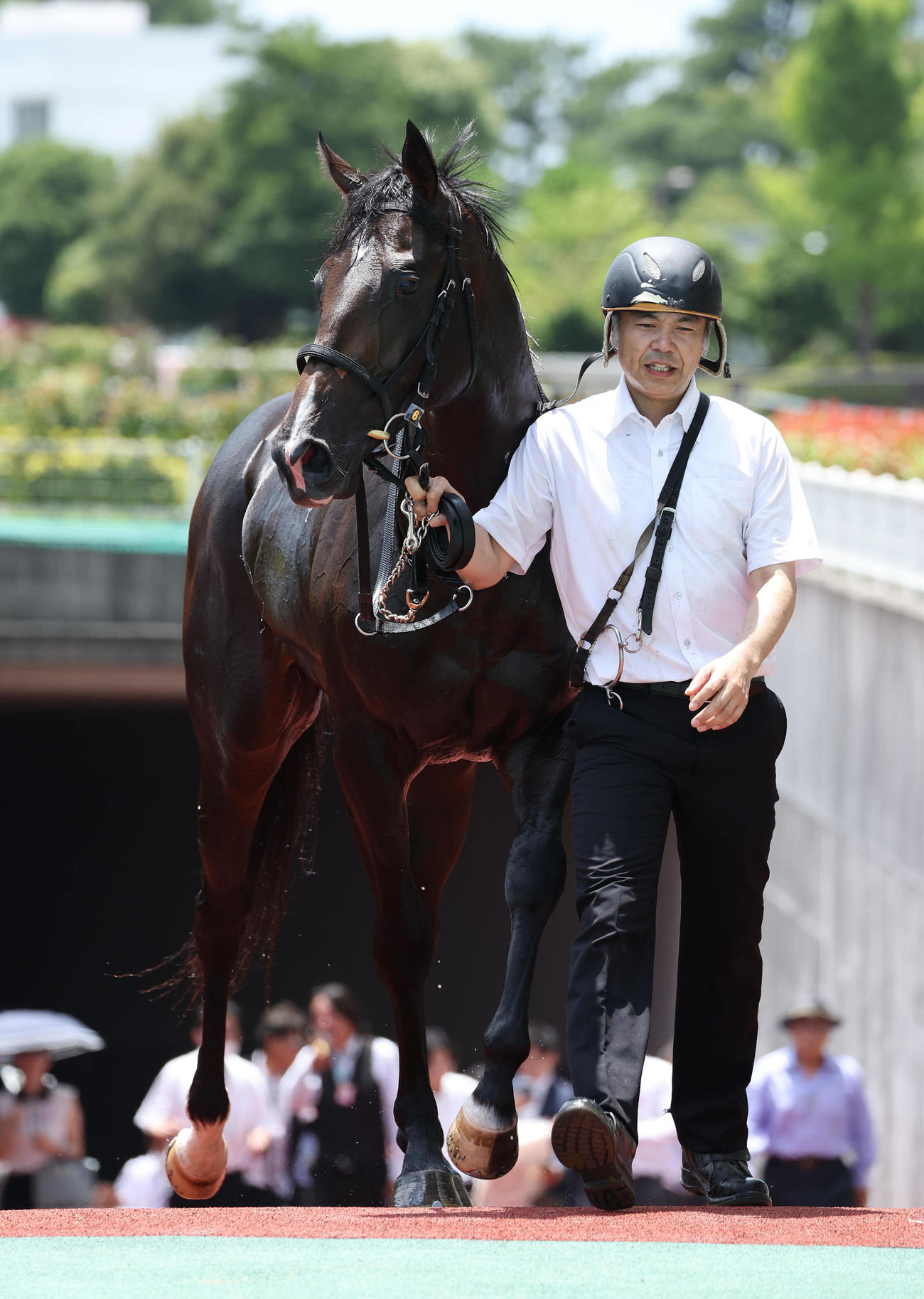 中京5R、新馬戦を快勝したエンヤラヴフェイス（撮影・白石智彦）