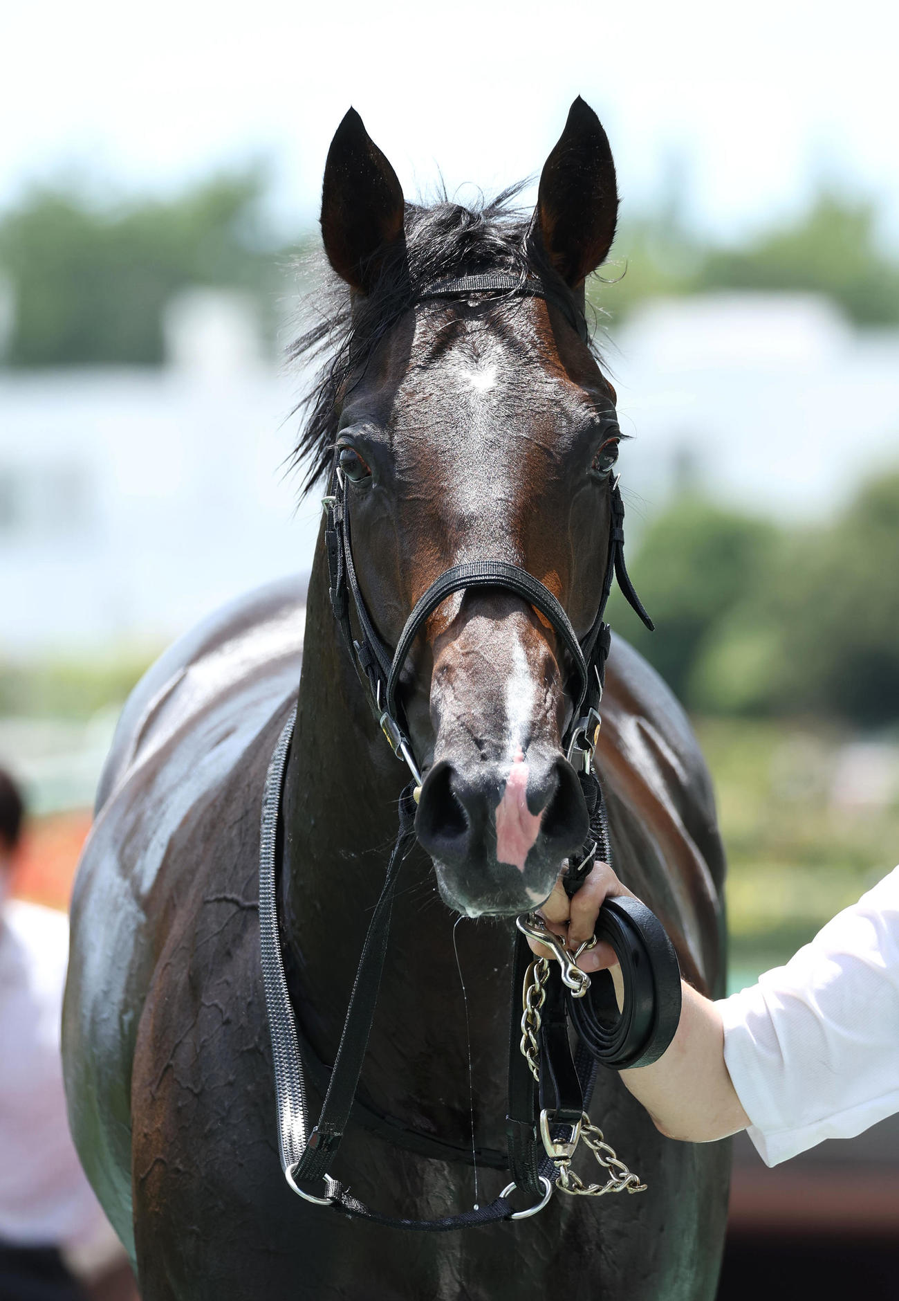 中京5R、新馬戦を快勝したエンヤラヴフェイス（撮影・白石智彦）