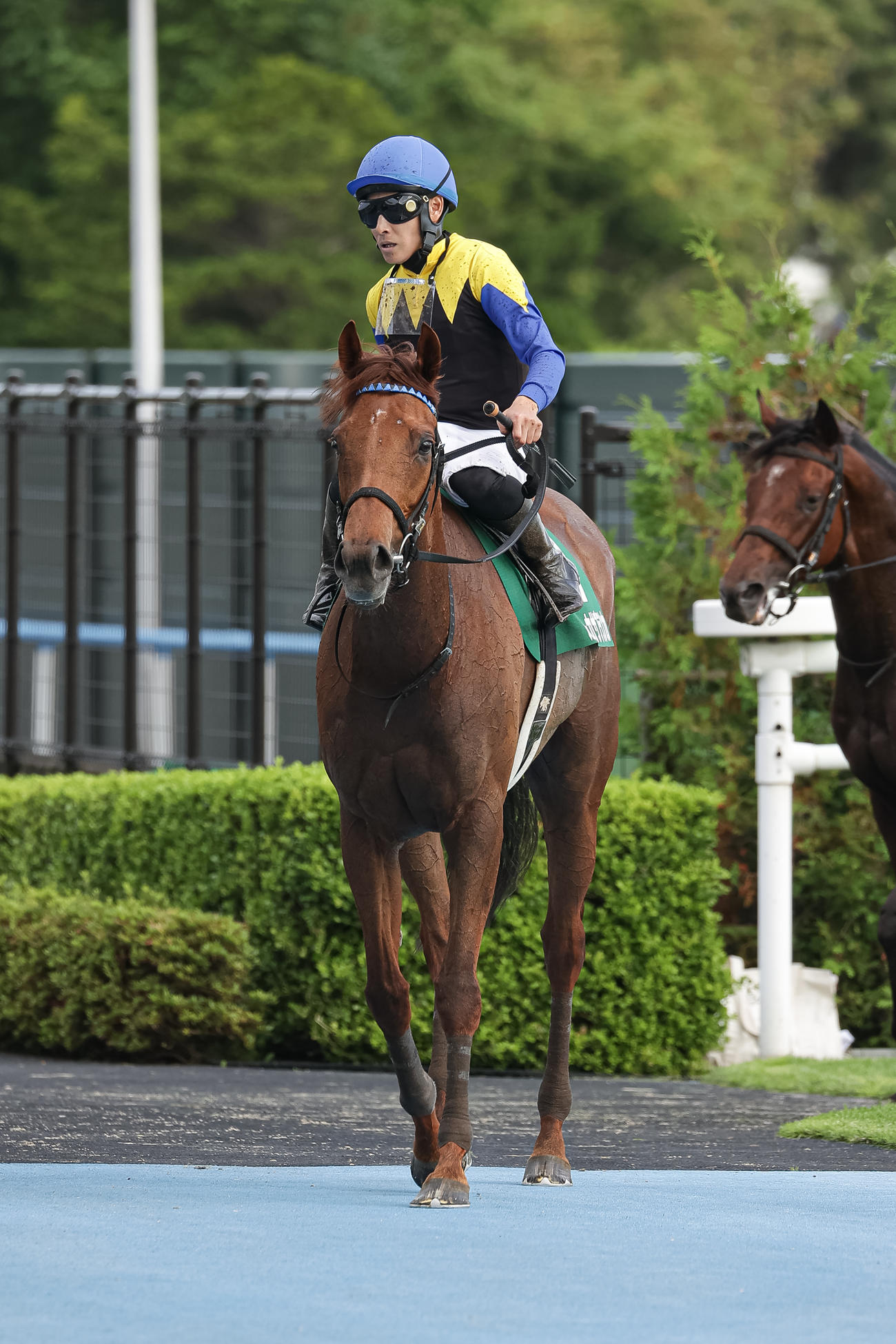 2着に敗れたルビーカサブランカと吉田隼騎手（撮影・村野早祐）
