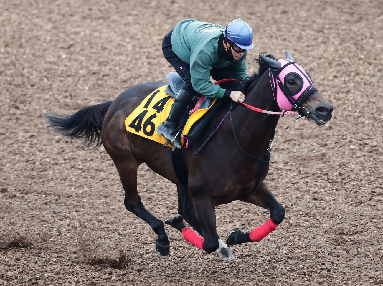 美浦ウッドで追い切られたビリーバー（2020年11月撮影）