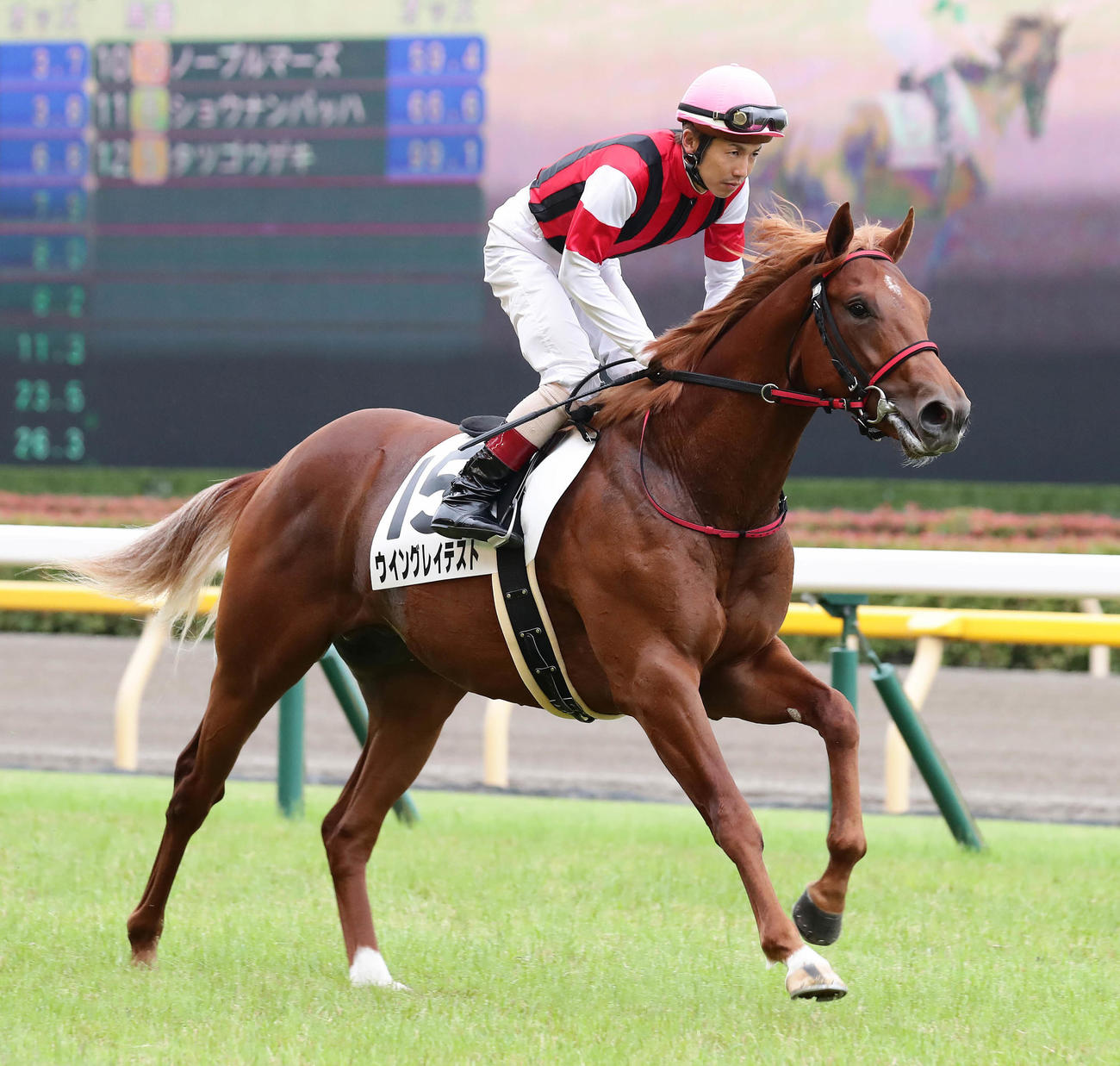 19年6月、2歳新馬戦に出走したウイングレイテストと松岡騎手