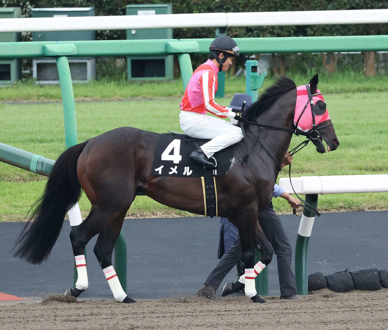 ながつきSに出走したイメル（2022年9月24日撮影）