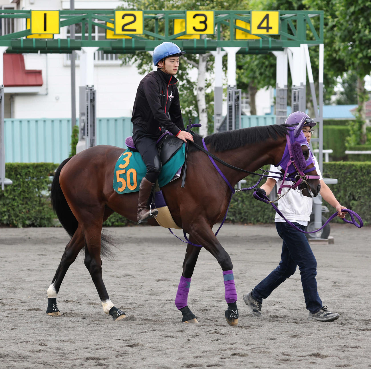 今週デビュー予定のカリフォルニアは、札幌競馬場で調整を積む