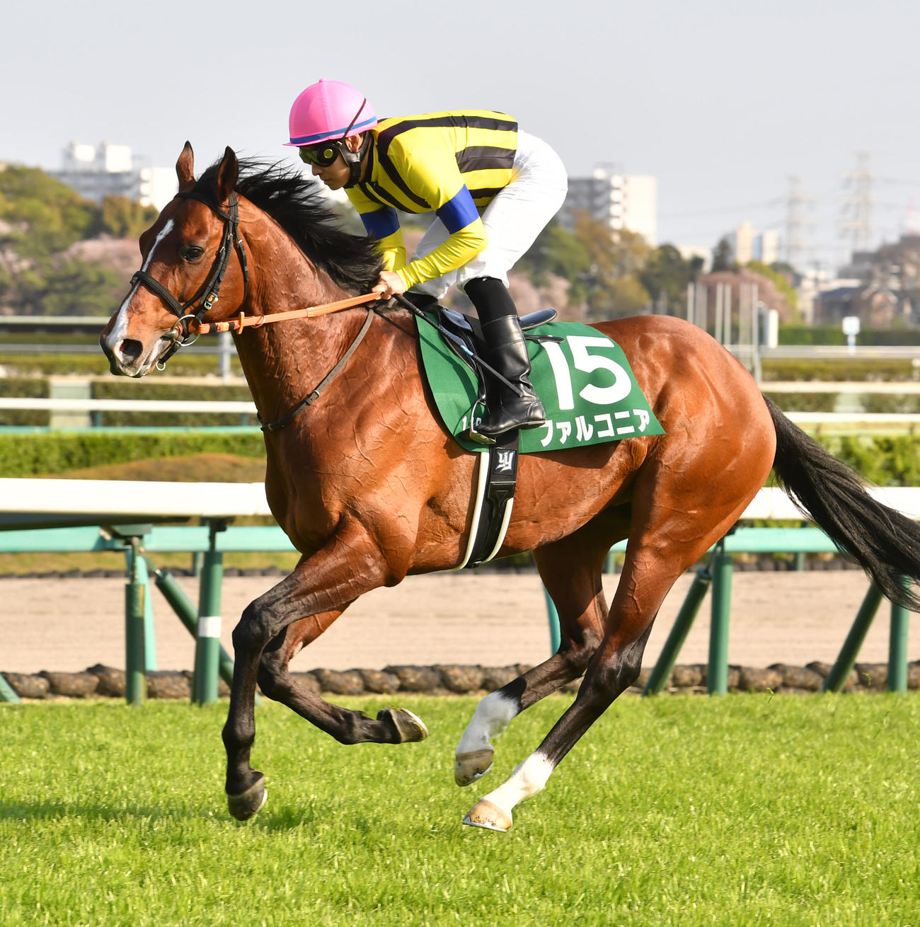 ファルコニア（2023年4月1日撮影）