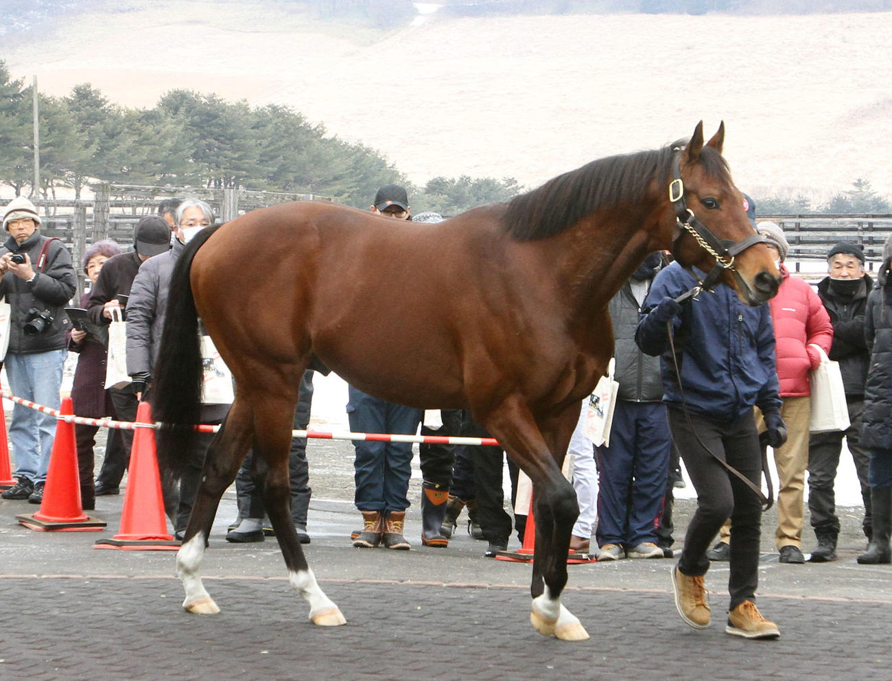 アロースタッド種牡馬展示会でのワールドエース（2020年2月撮影）