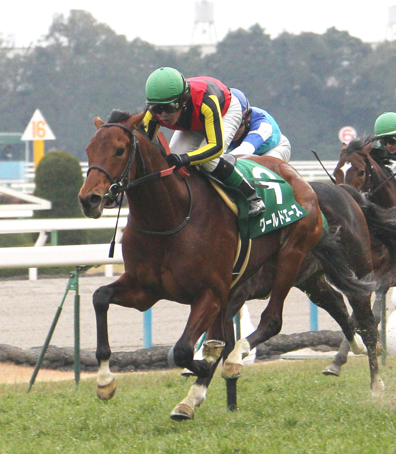 きさらぎ賞を快勝したワールドエース（2012年2月撮影）