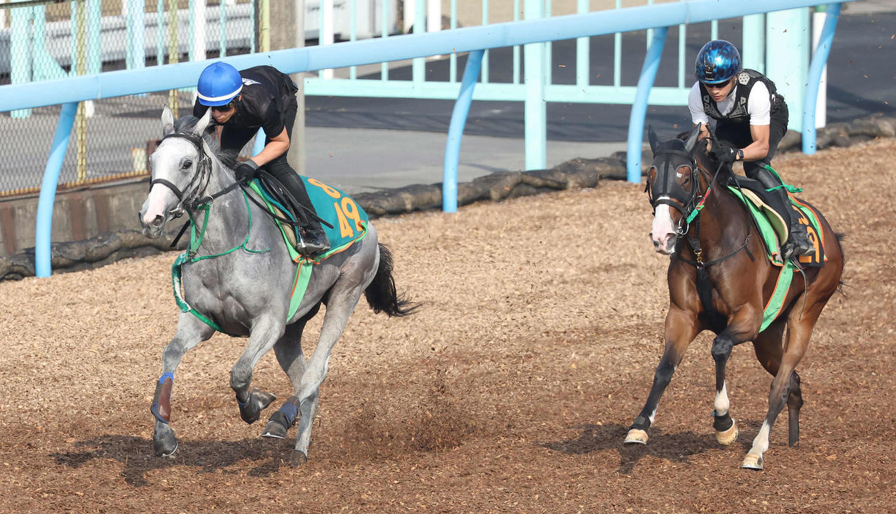 リリエンフェルト（左）は美浦ウッドを併せ馬で追い切られた（撮影・丹羽敏通）