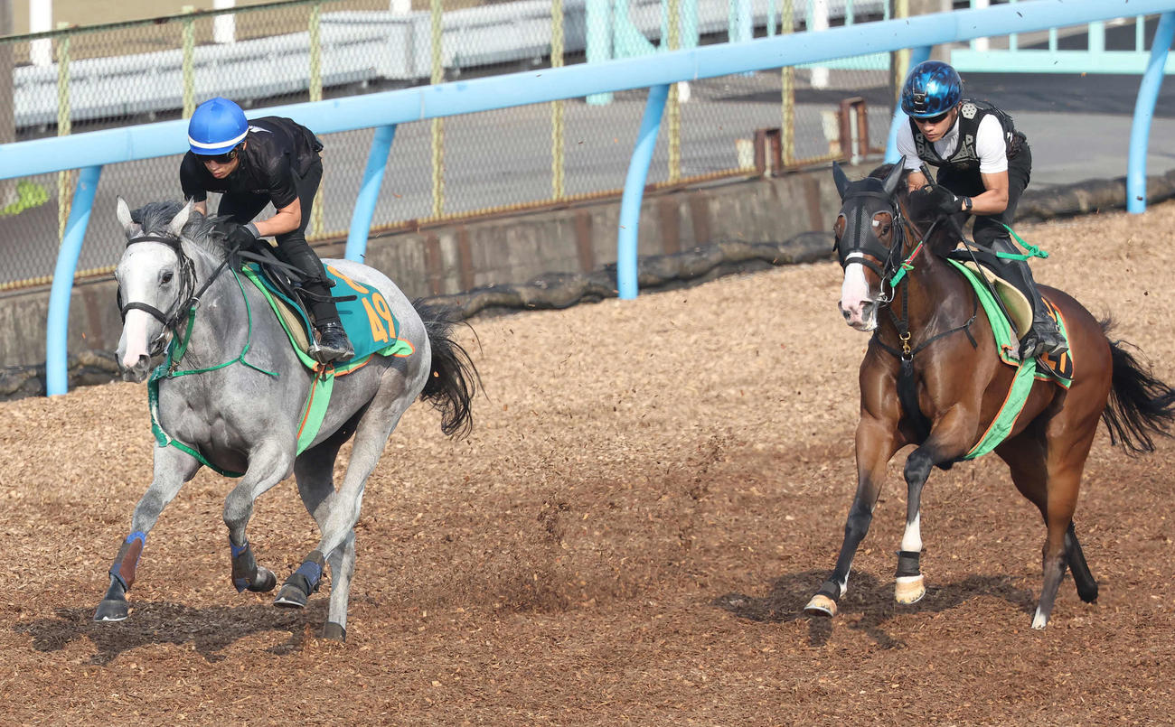 リリエンフェルト（左）は美浦ウッドを併せ馬で追い切られた（撮影・丹羽敏通）