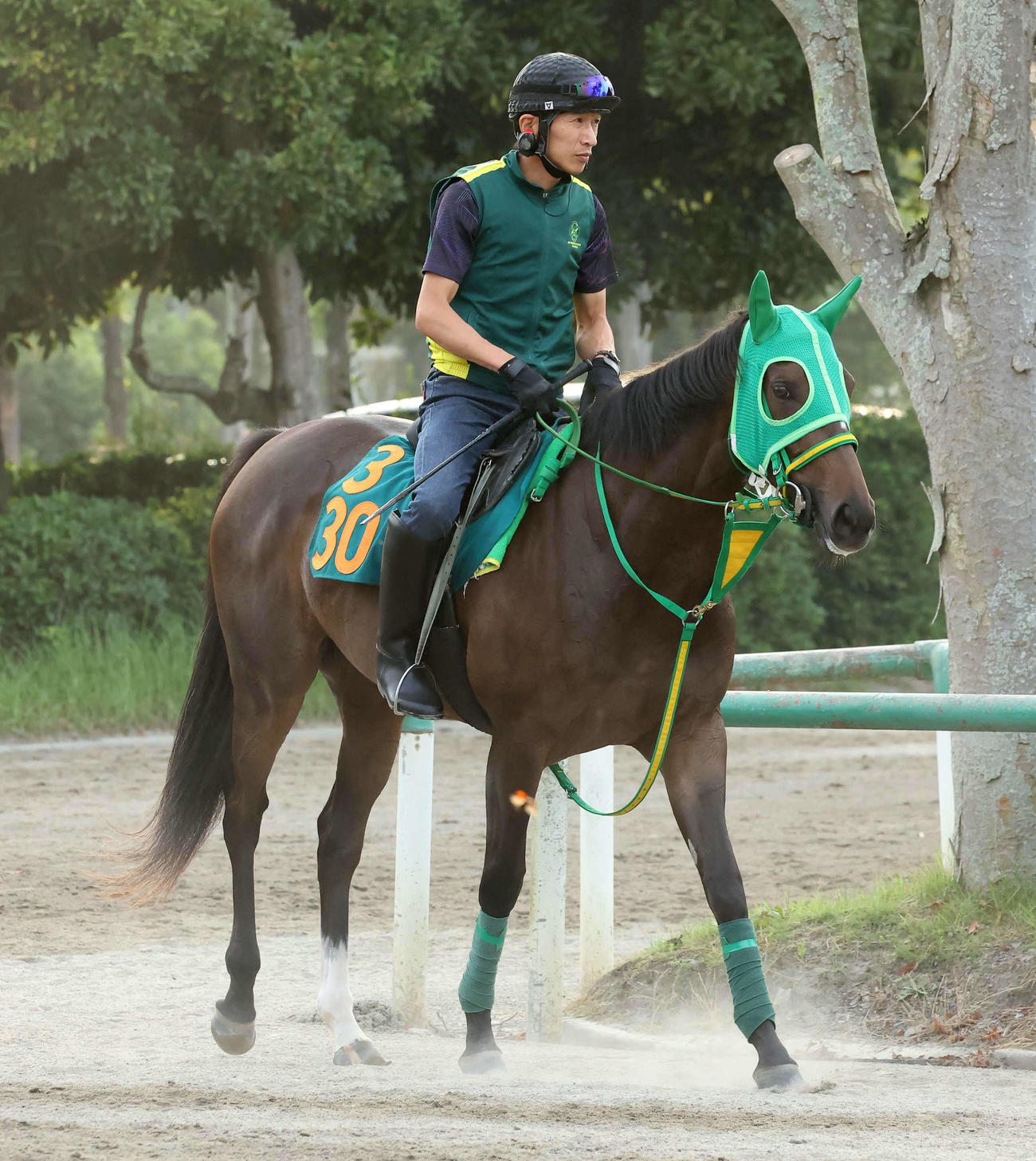 馬場へ向かう斎藤誠厩舎のセントメモリーズ（2023年7月19日撮影）