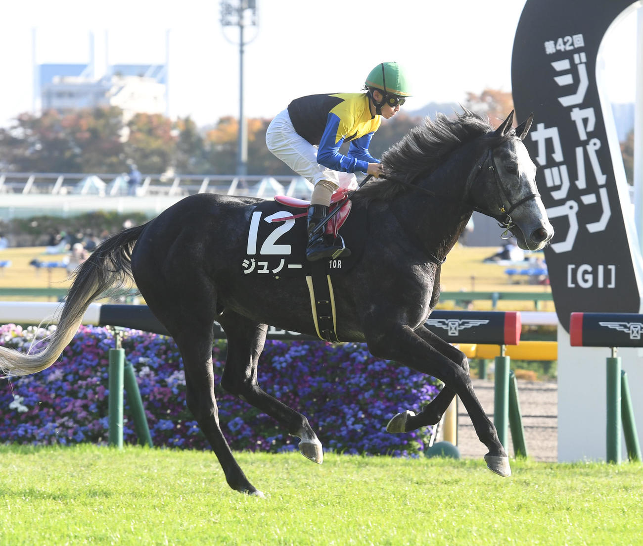 ジュノー（2022年11月12日撮影）