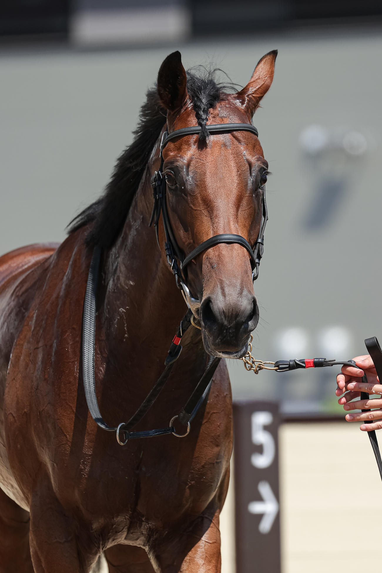 札幌1R、2歳未勝利を制したサトミノキラリ（撮影・村野早祐）
