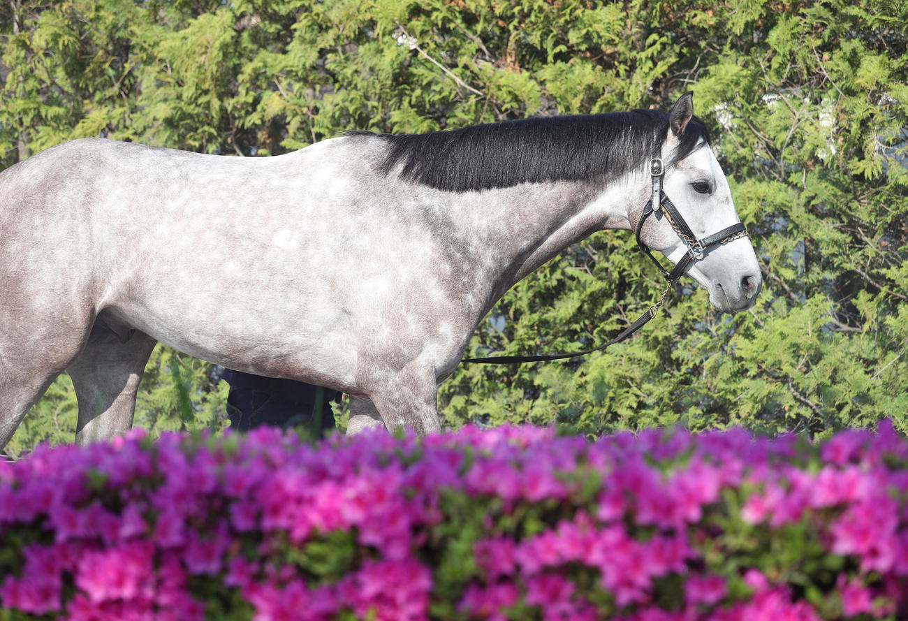 厩舎周りで運動するメイショウテンゲン（2020年4月30日撮影）
