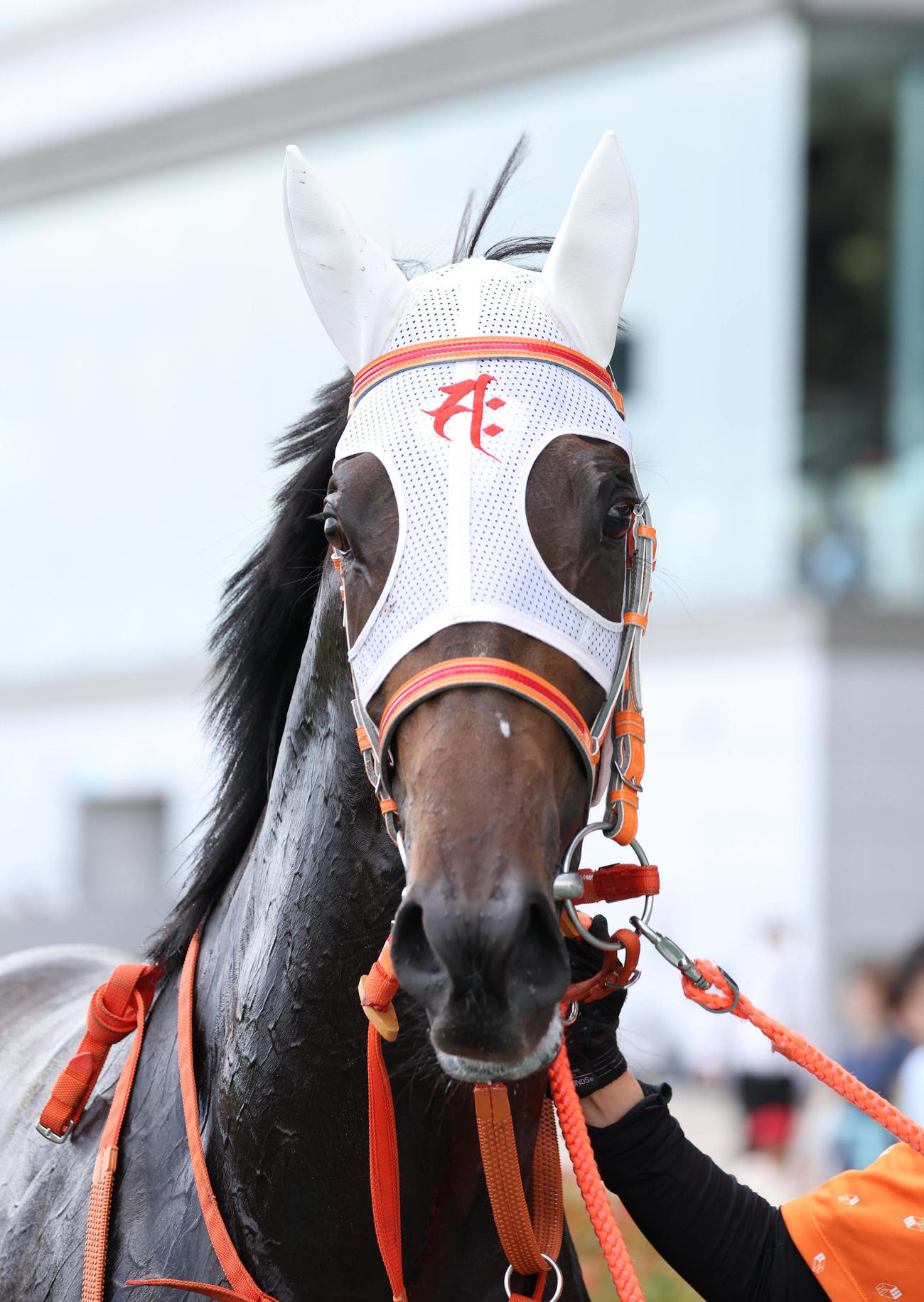 中京5R新馬戦を快勝したルクスノア（撮影・白石智彦）