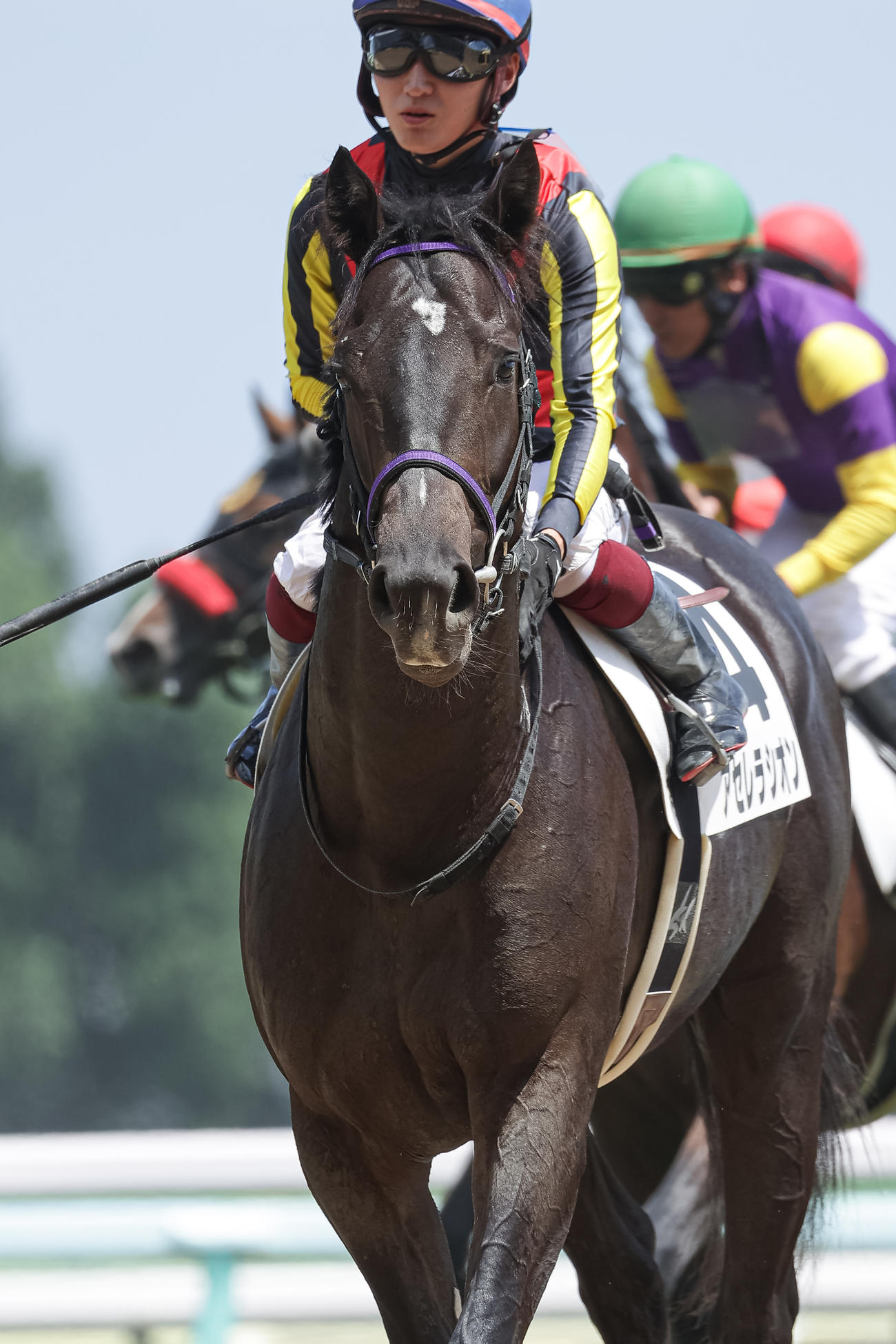 札幌5R、デビュー戦を制したアセレラシオン（撮影・村野早祐）