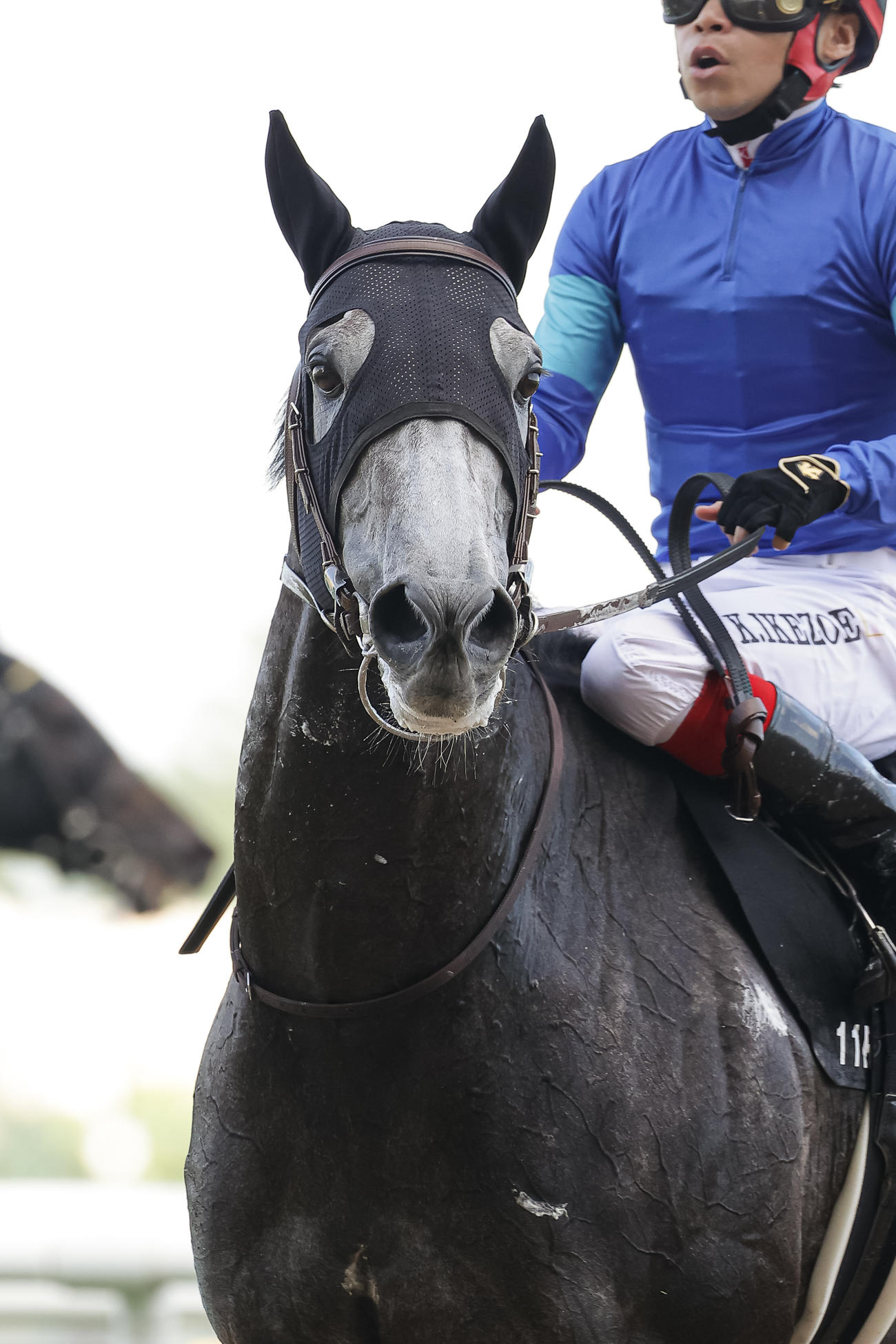 札幌11R、しらかばステークスを制したシュバルツカイザー（撮影・村野早祐）