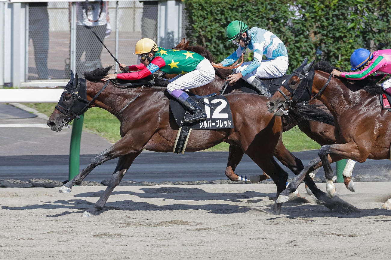 札幌10R、大倉山特別を制したシルバーブレッドと武豊騎手（撮影・村野早祐）
