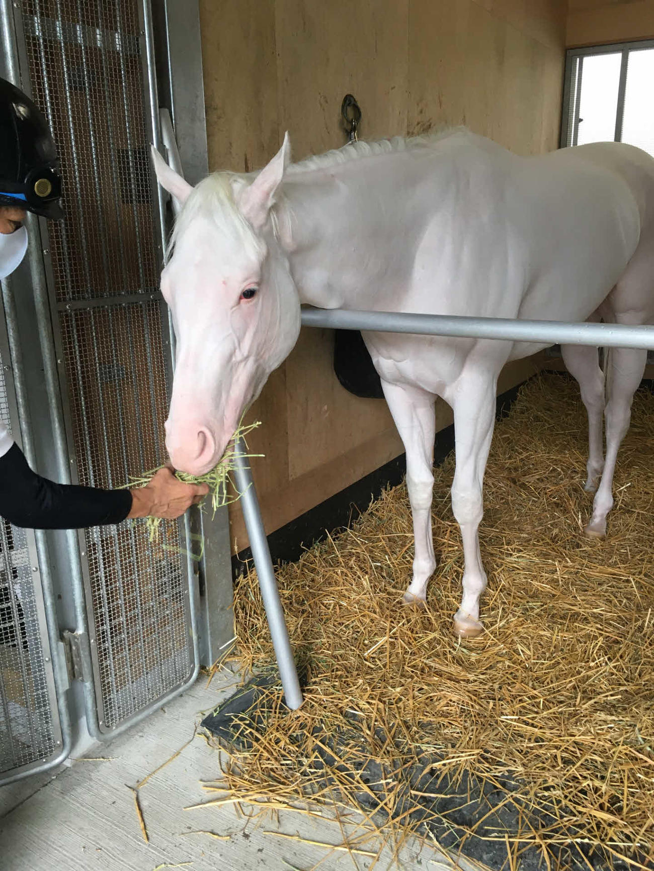 調教を終えて飼い葉をほおばるブランシール