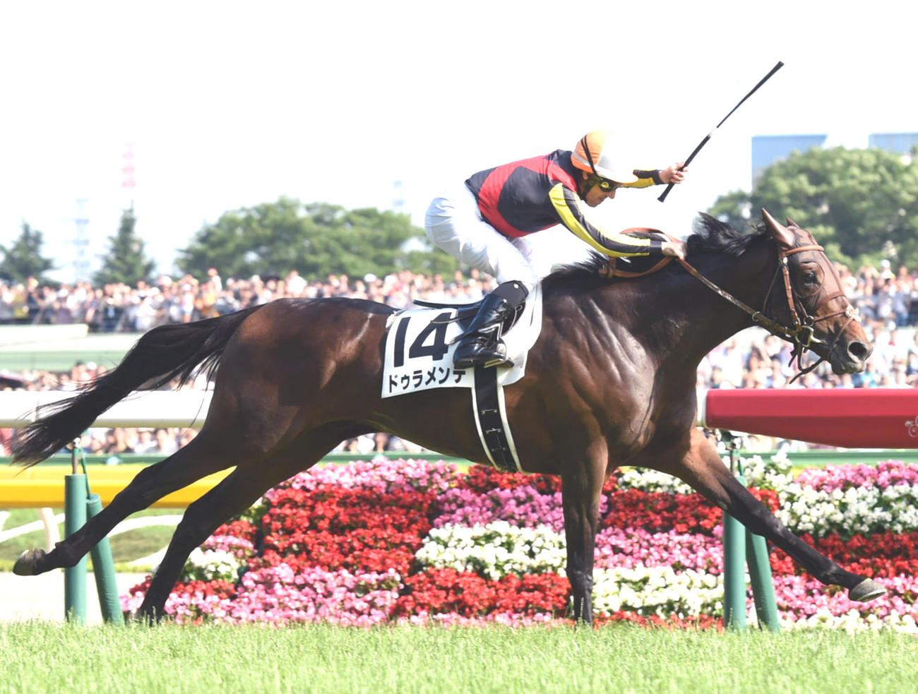 ドゥラメンテ（2015年5月31日撮影）