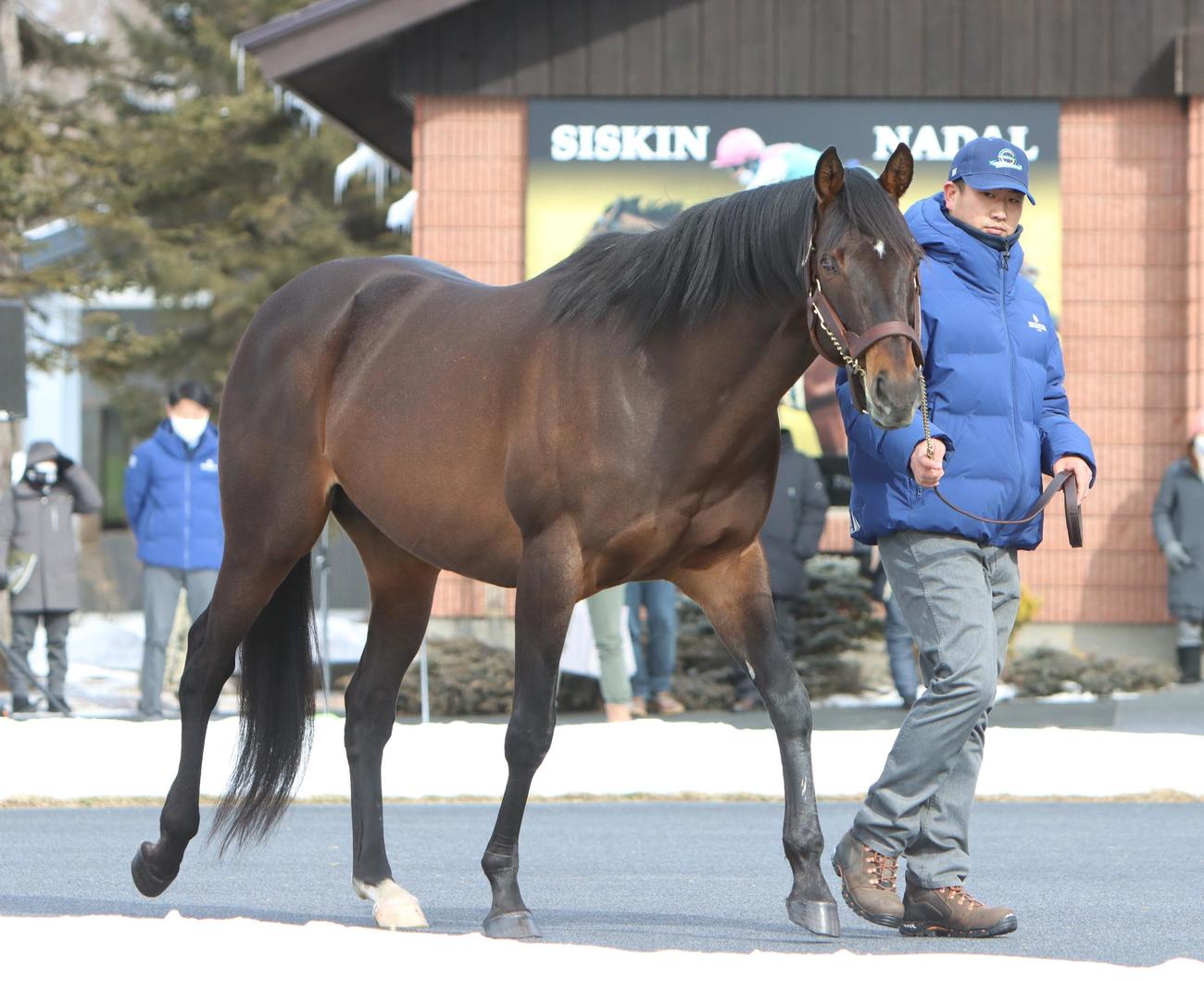 ドゥラメンテ（2021年2月9日撮影）