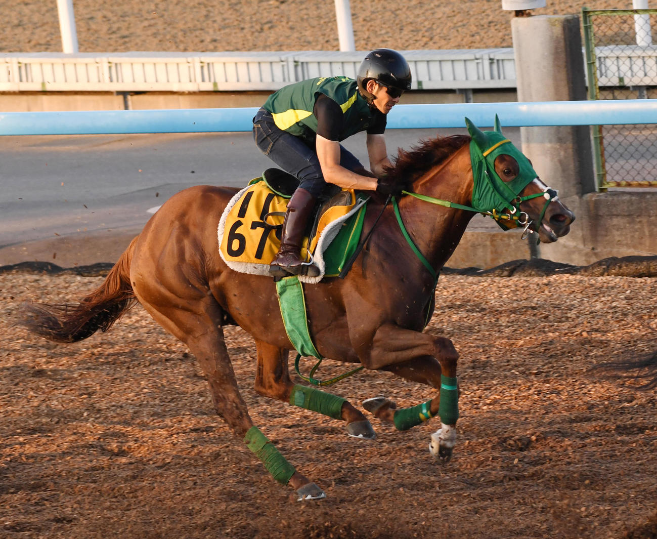 美浦ウッドで軽快な走りを見せたトキメキ（撮影・柴田隆二）