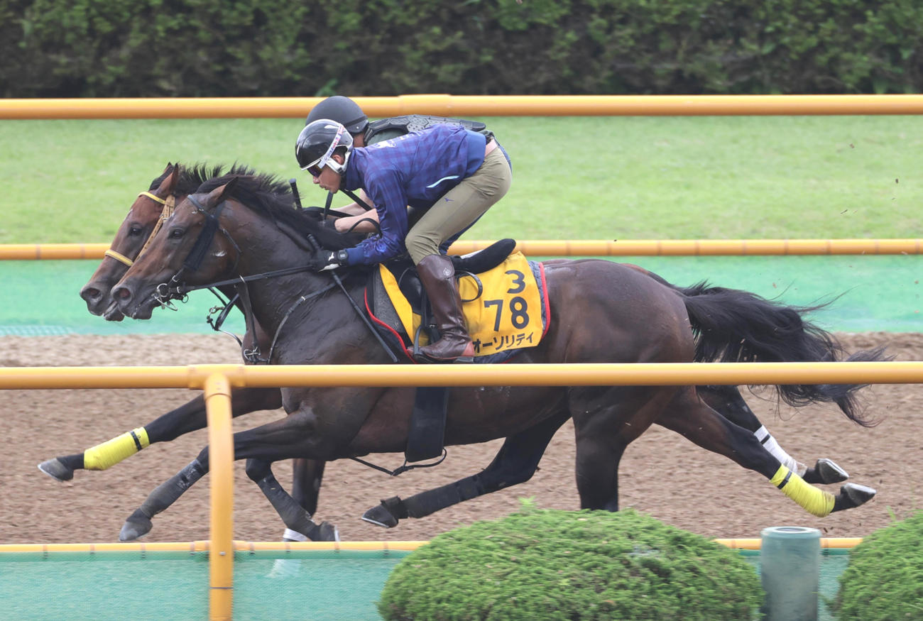 函館ウッドチップコースで、併せ馬で追い切られるオーソリティ