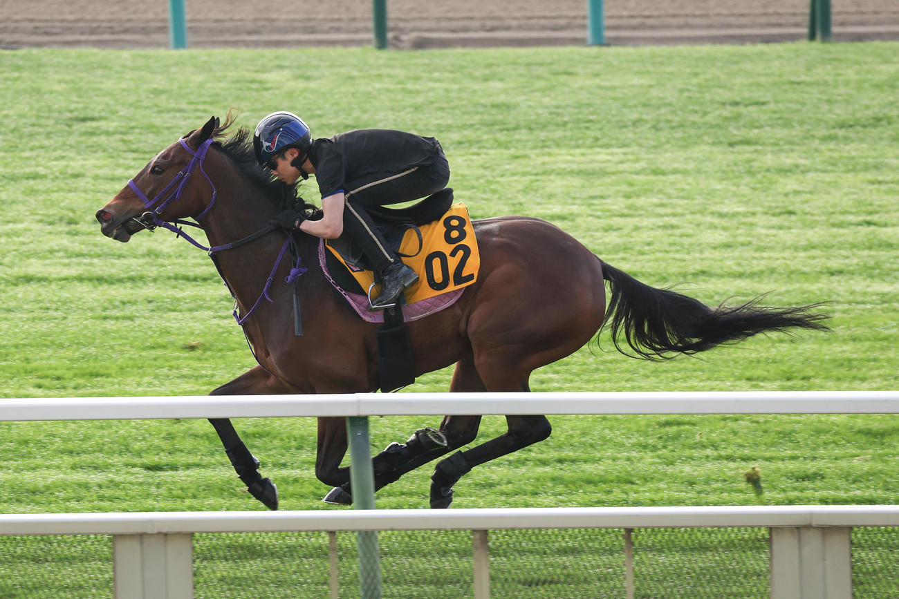 三浦皇成騎手を背に、札幌芝コースで追い切られるジネストラ