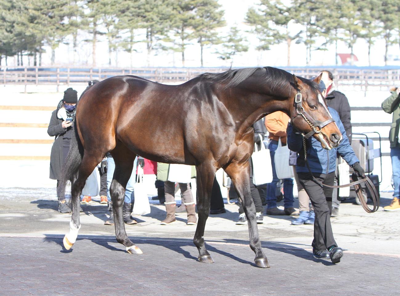 シニスターミニスター（2022年2月9日撮影）