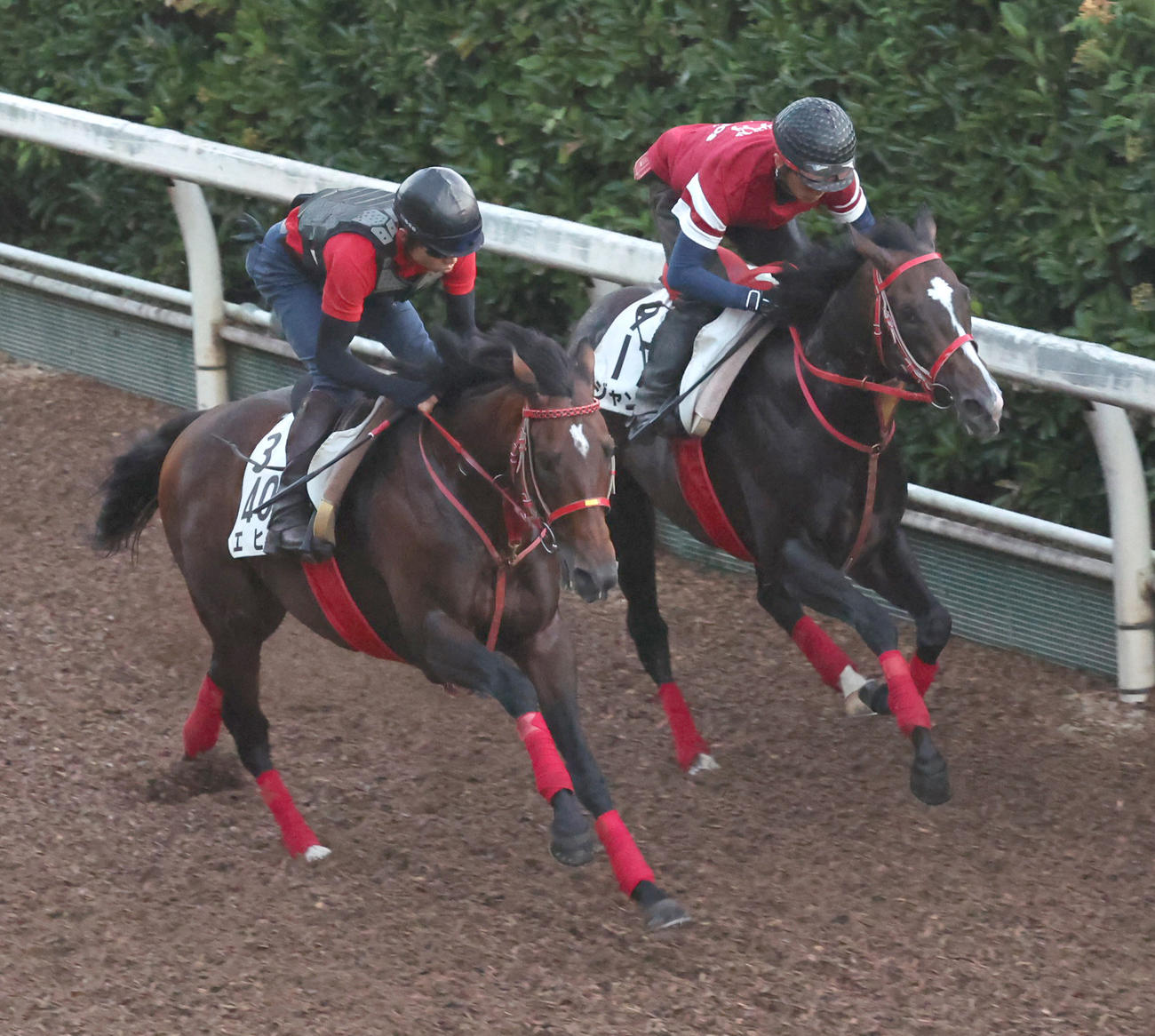 坂路にて併せ馬で追い切るジャングロ（右）