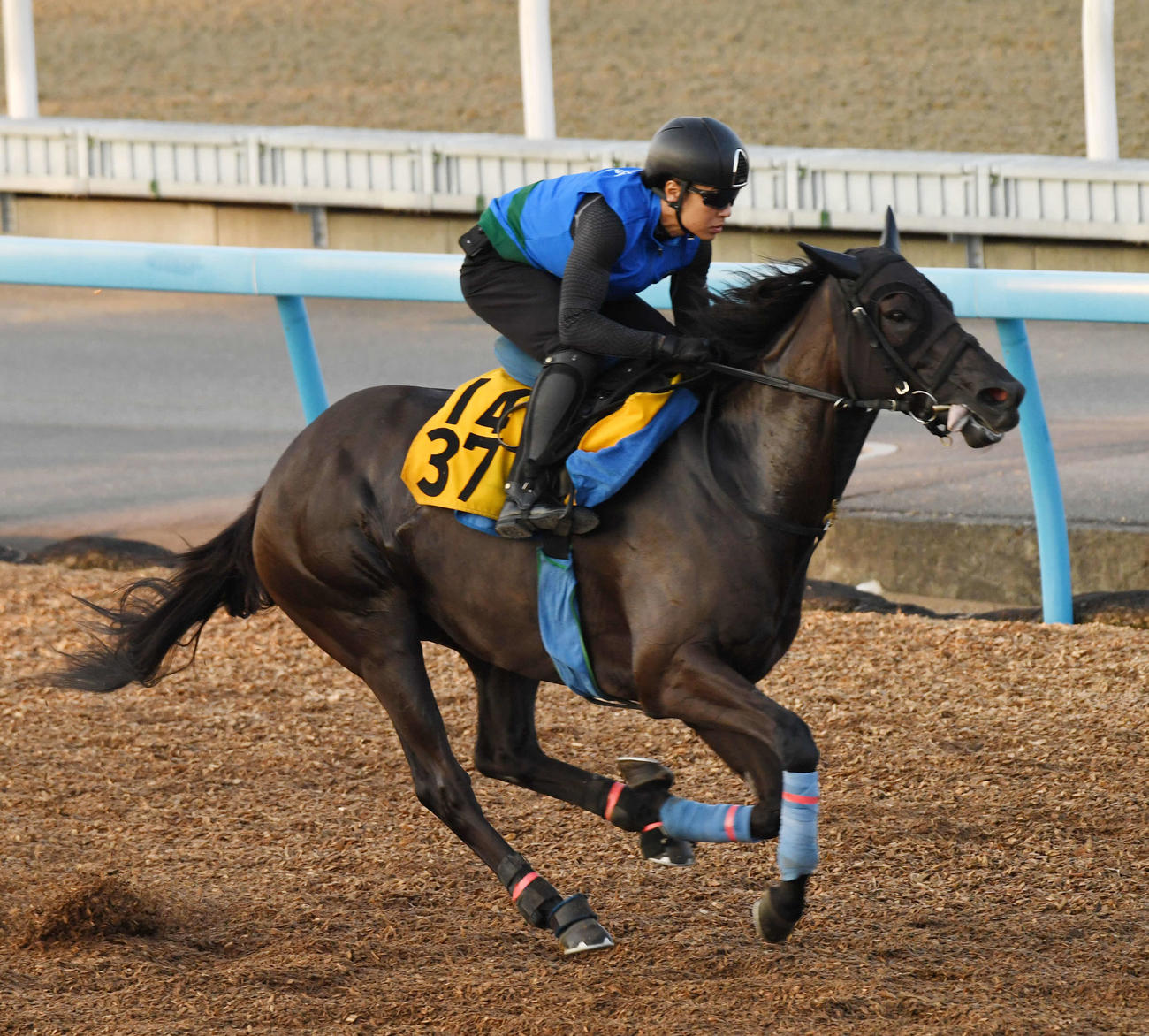ウッドチップで追い切るファイアダンサー（撮影・柴田隆二）