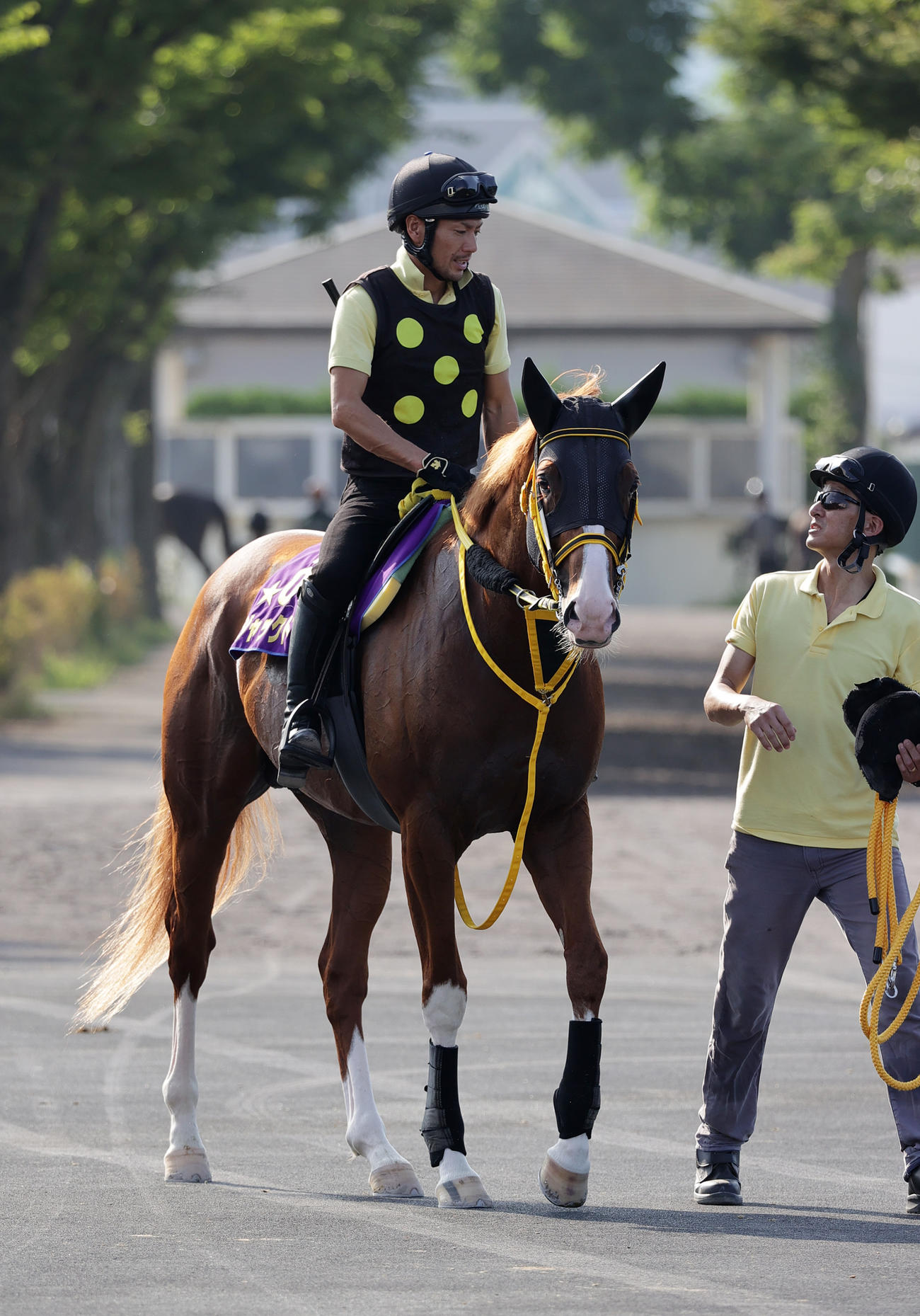 札幌記念連覇を目指すジャックドールは、函館競馬場で調整を積む