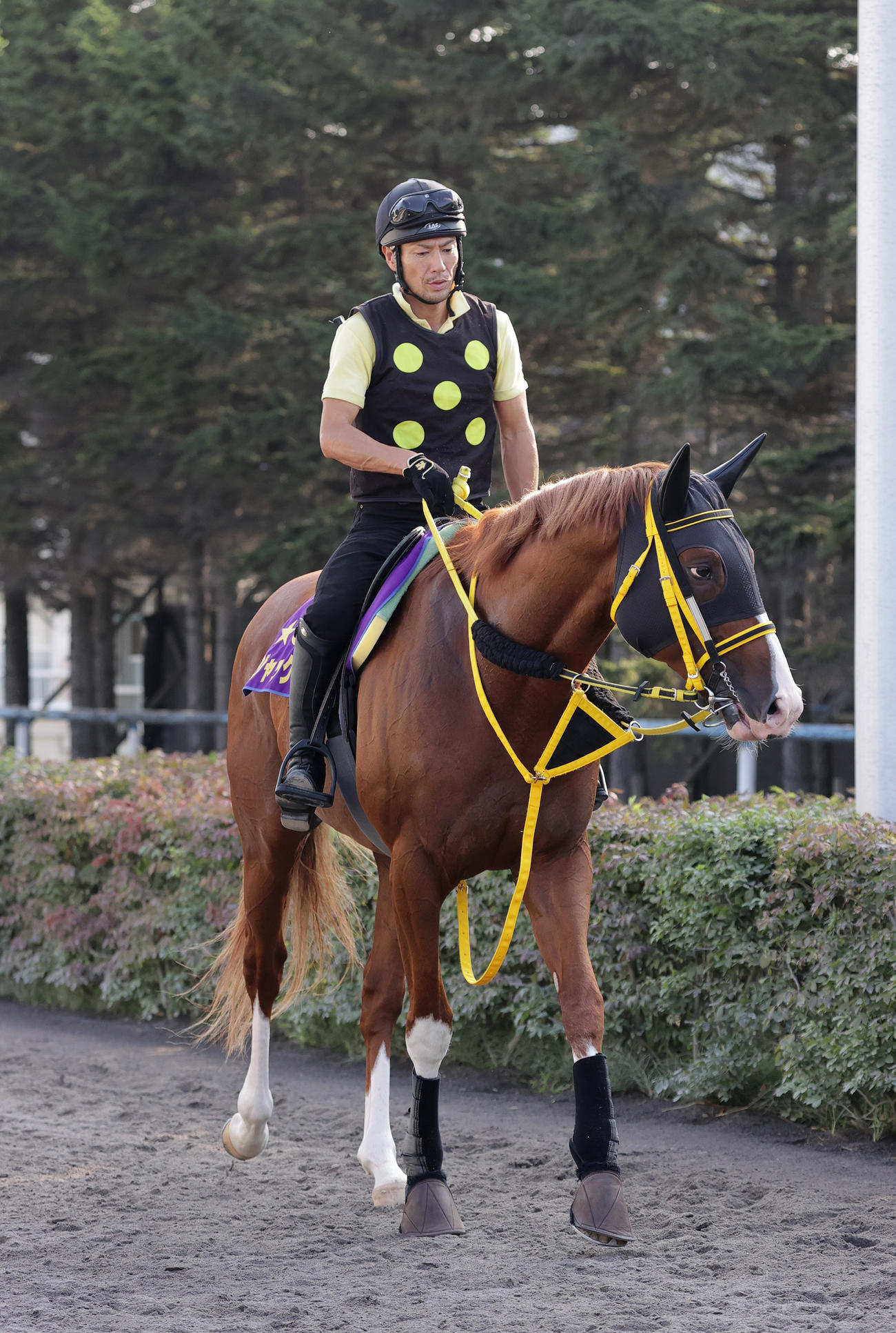 札幌記念連覇を目指すジャックドールは、函館競馬場で調整を積む