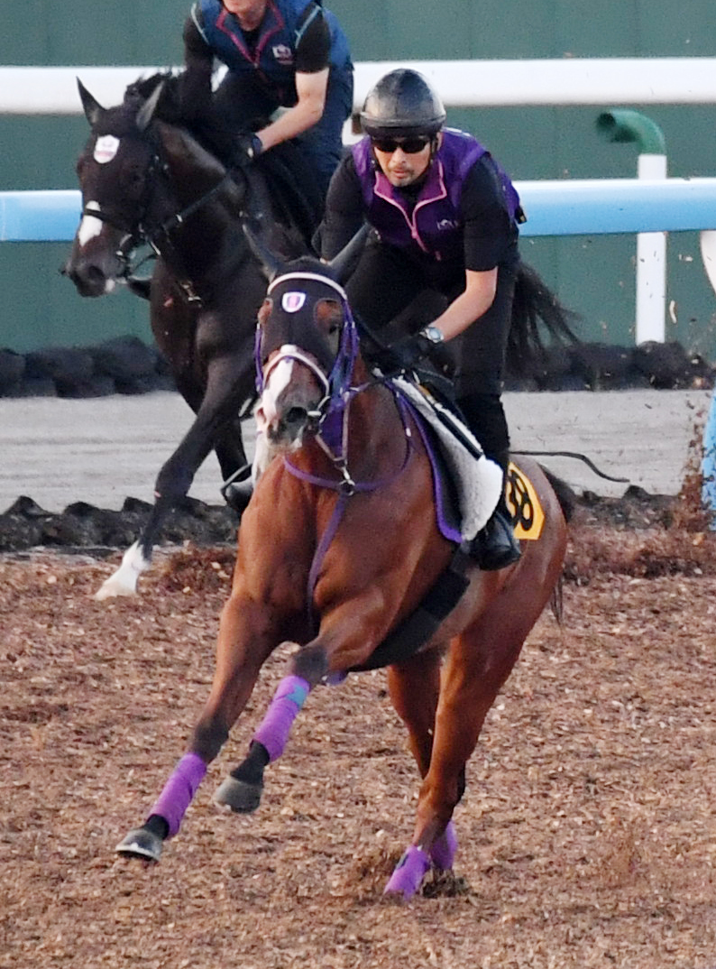26日、ウッドチップで追い切るロサロッサーナ