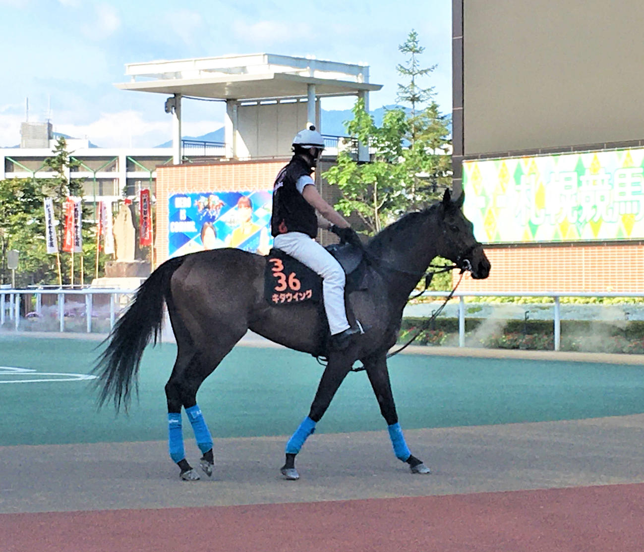 札幌競馬場のパドックでスクーリングを行うキタウイング