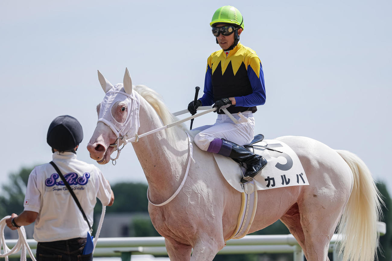 札幌1R、2歳未勝利で4着に敗れたカルパと武豊騎手（撮影・村野早祐）
