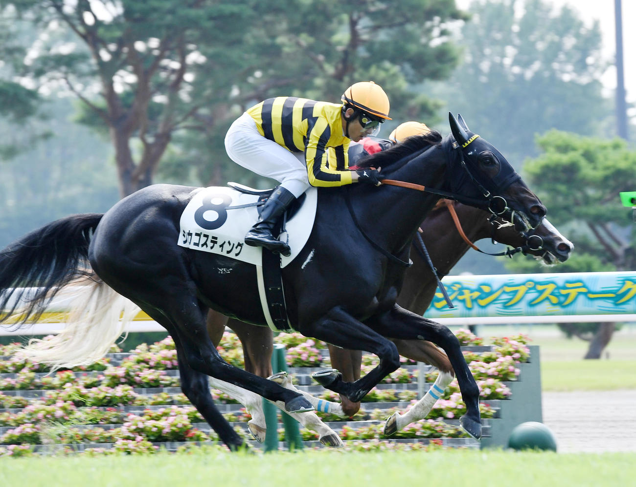 新潟1Rで1着のシカゴスティング（手前）（撮影・柴田隆二）