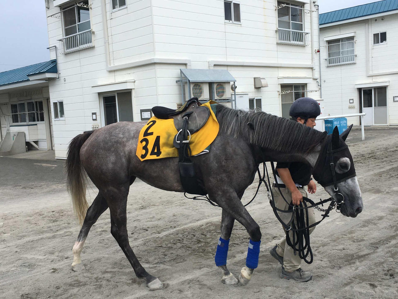 引き運動を行うウインピクシス。お気に入りの1枚。