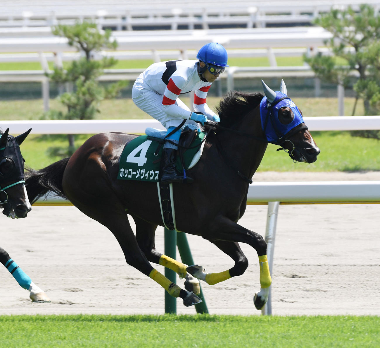 新潟4R、新潟ジャンプSで9着に敗れたホッコーメヴィウスと黒岩悠騎手（撮影・柴田隆二）