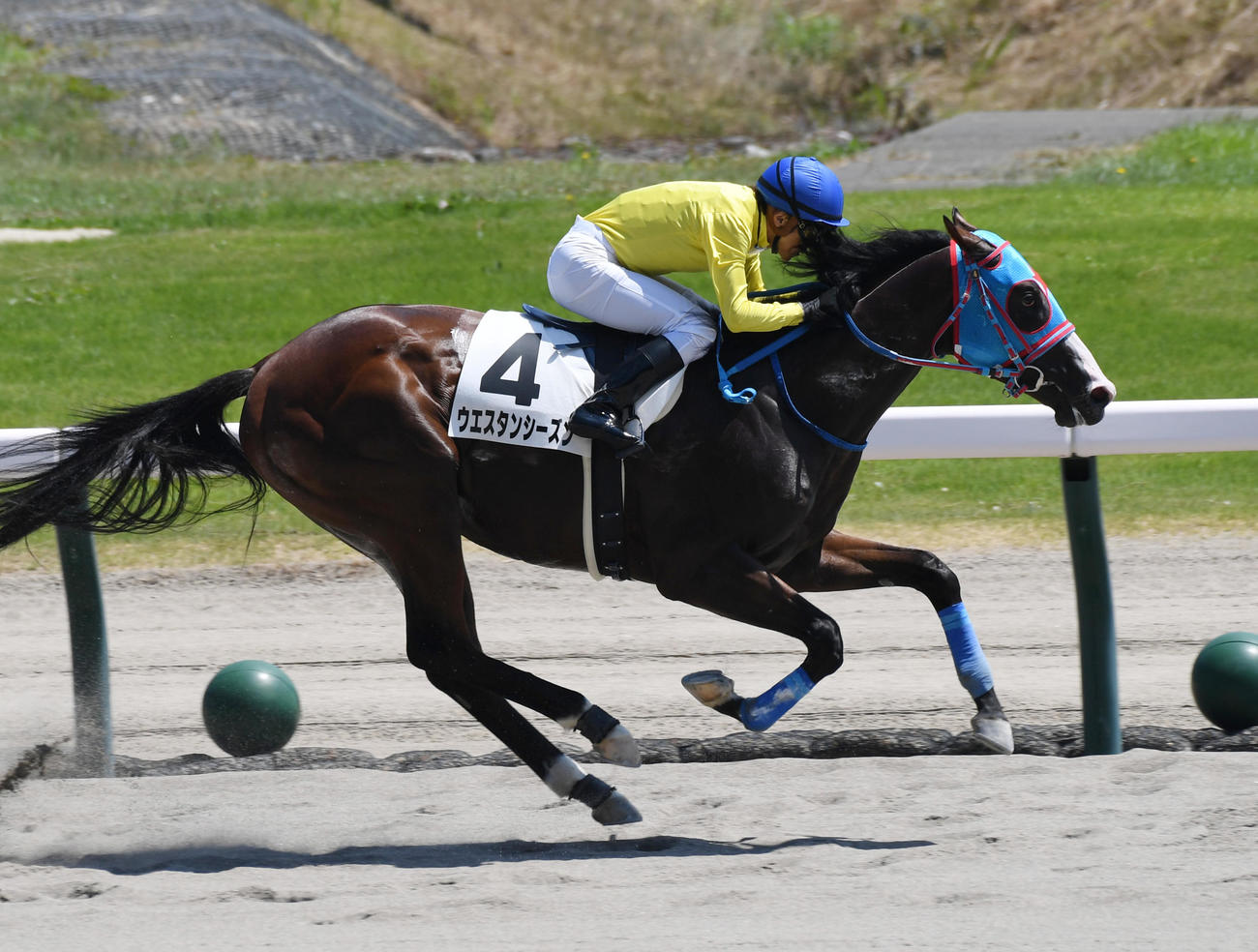 新馬戦を快勝したウエスタンシーズンと石橋騎手（撮影・柴田隆二）
