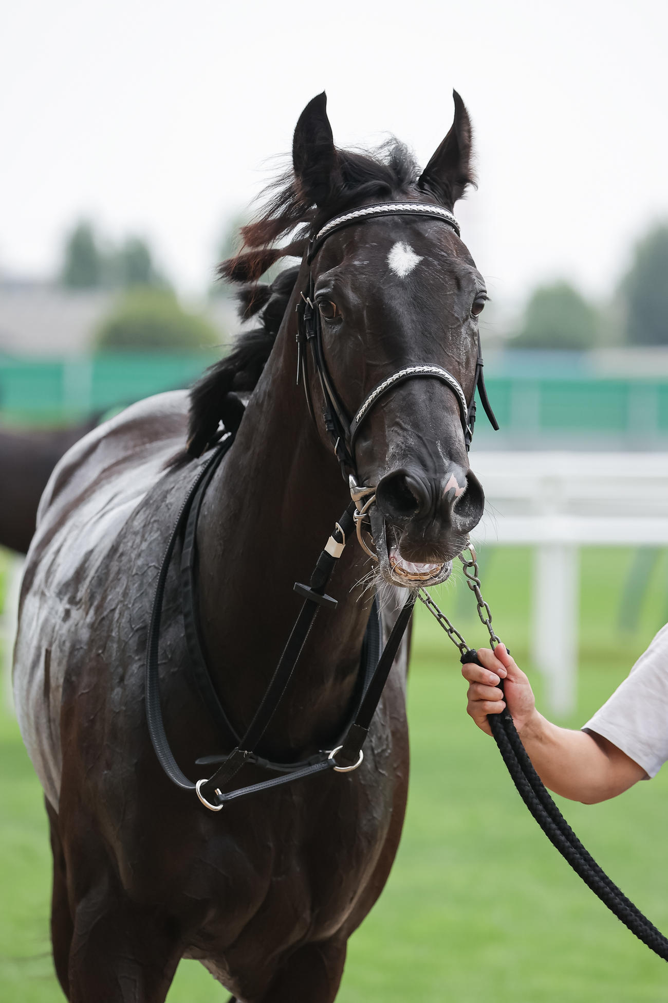 札幌5R、デビュー戦を制したパワーホール（撮影・村野早祐）