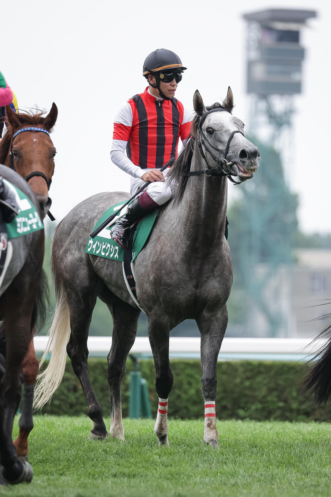 2着に敗れたウインピクシスと横山武騎手（撮影・村野早祐）