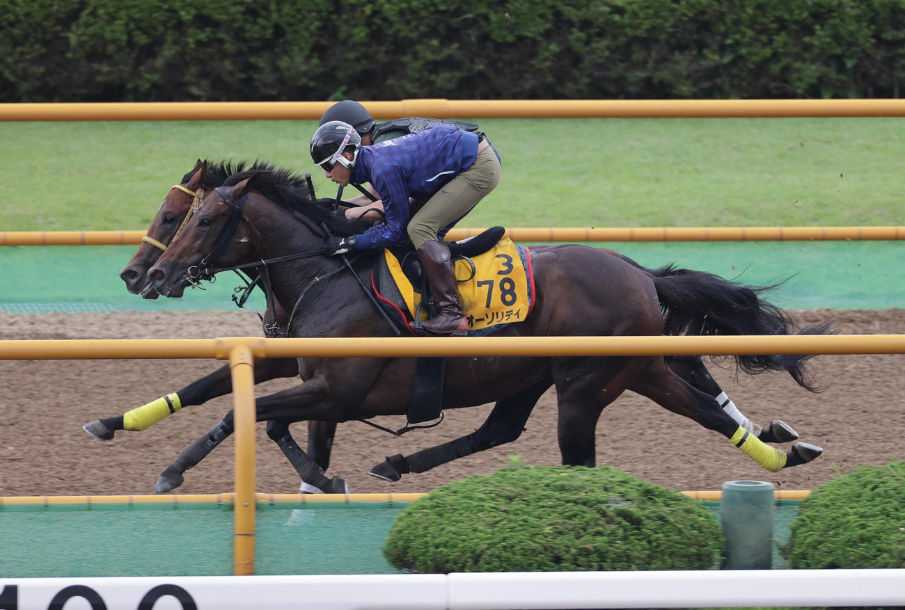 函館ウッドチップコースで、併せ馬で追い切られるオーソリティ（2023年7月26日撮影）
