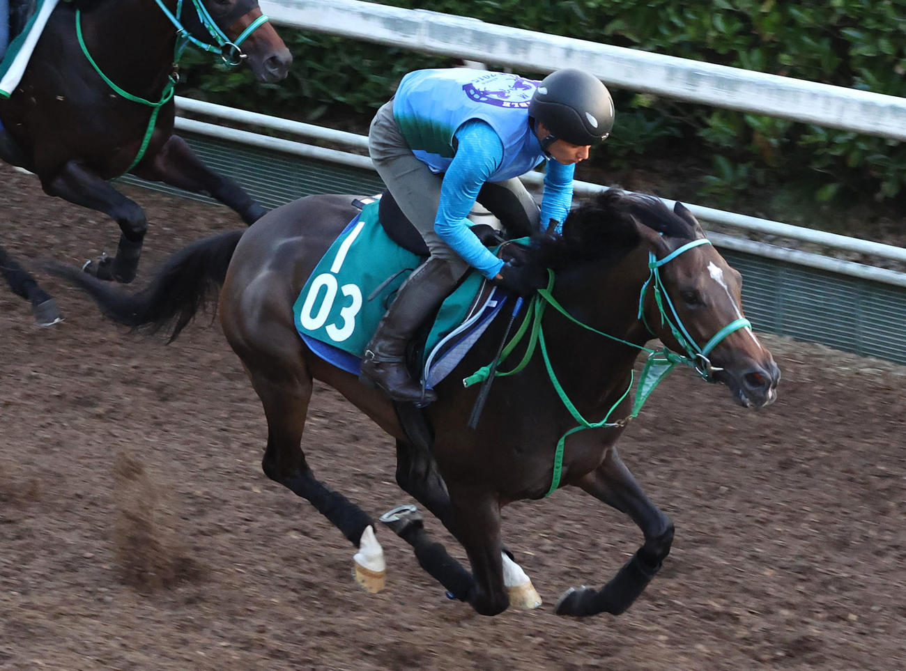 坂路で追い切るサフィラ（2023年7月19日撮影）