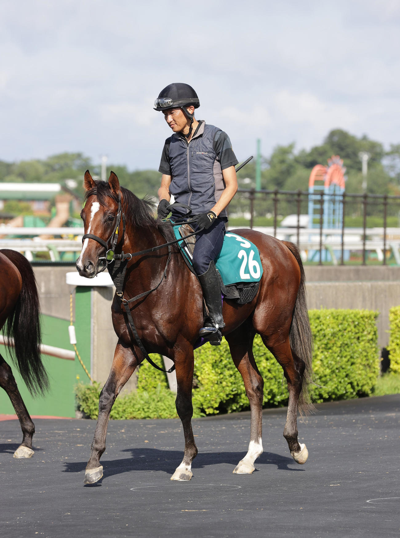 函館競馬場で調整を積む今週デビュー予定のコルレオニス