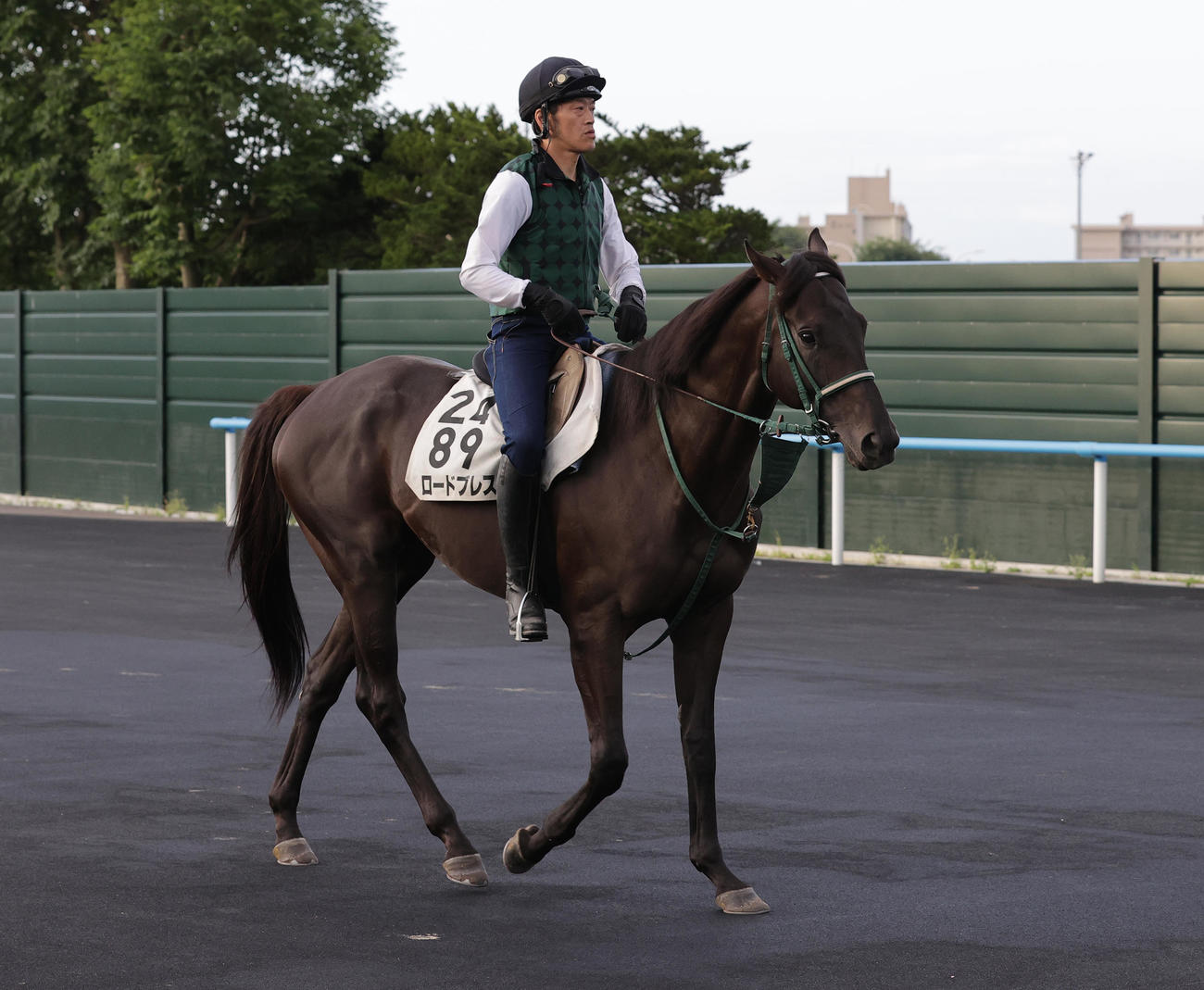 エルムSに向け、函館競馬場で調整するロードブレス