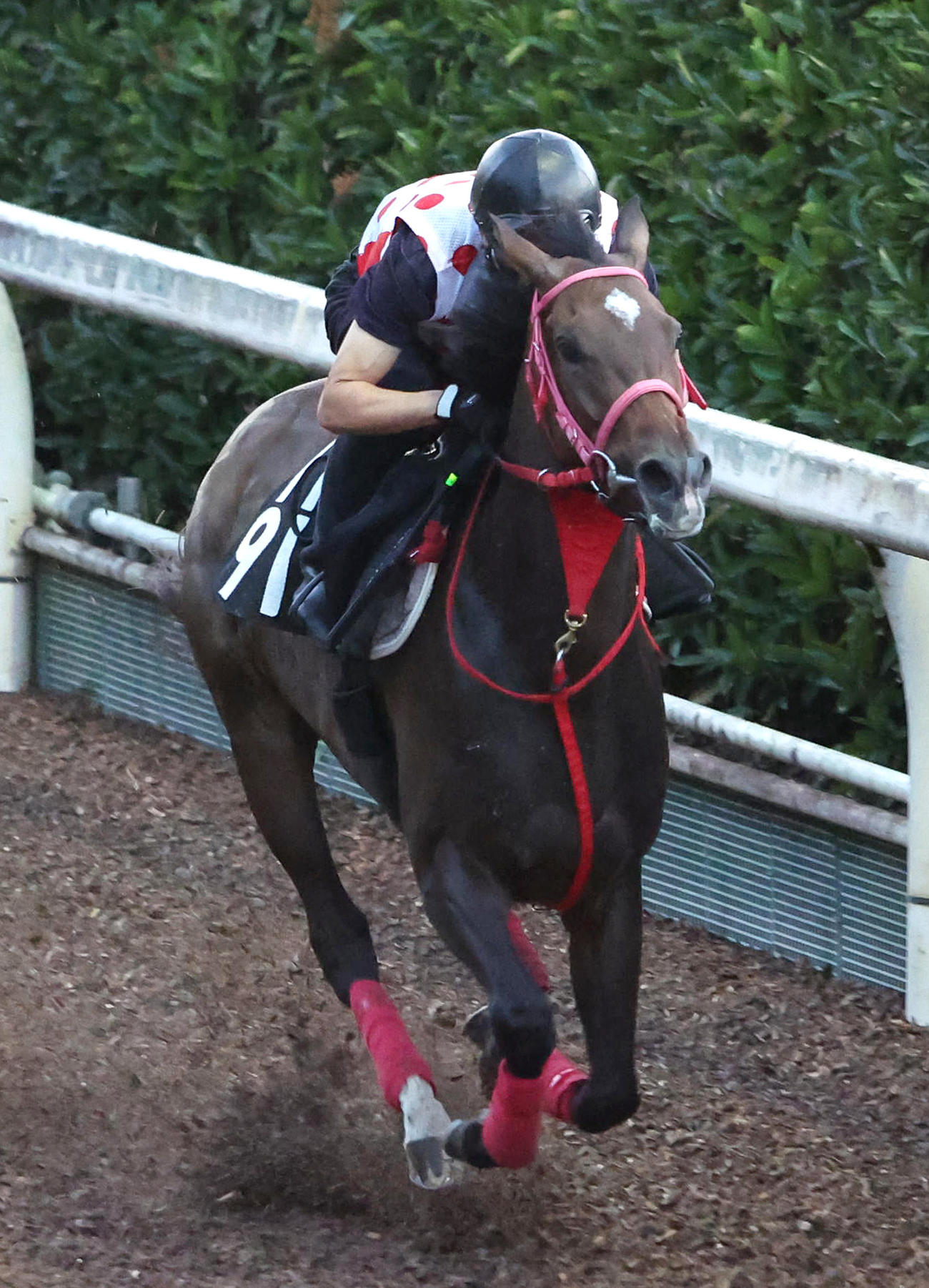 坂路を単走で追い切るライオットガール（撮影・白石智彦）