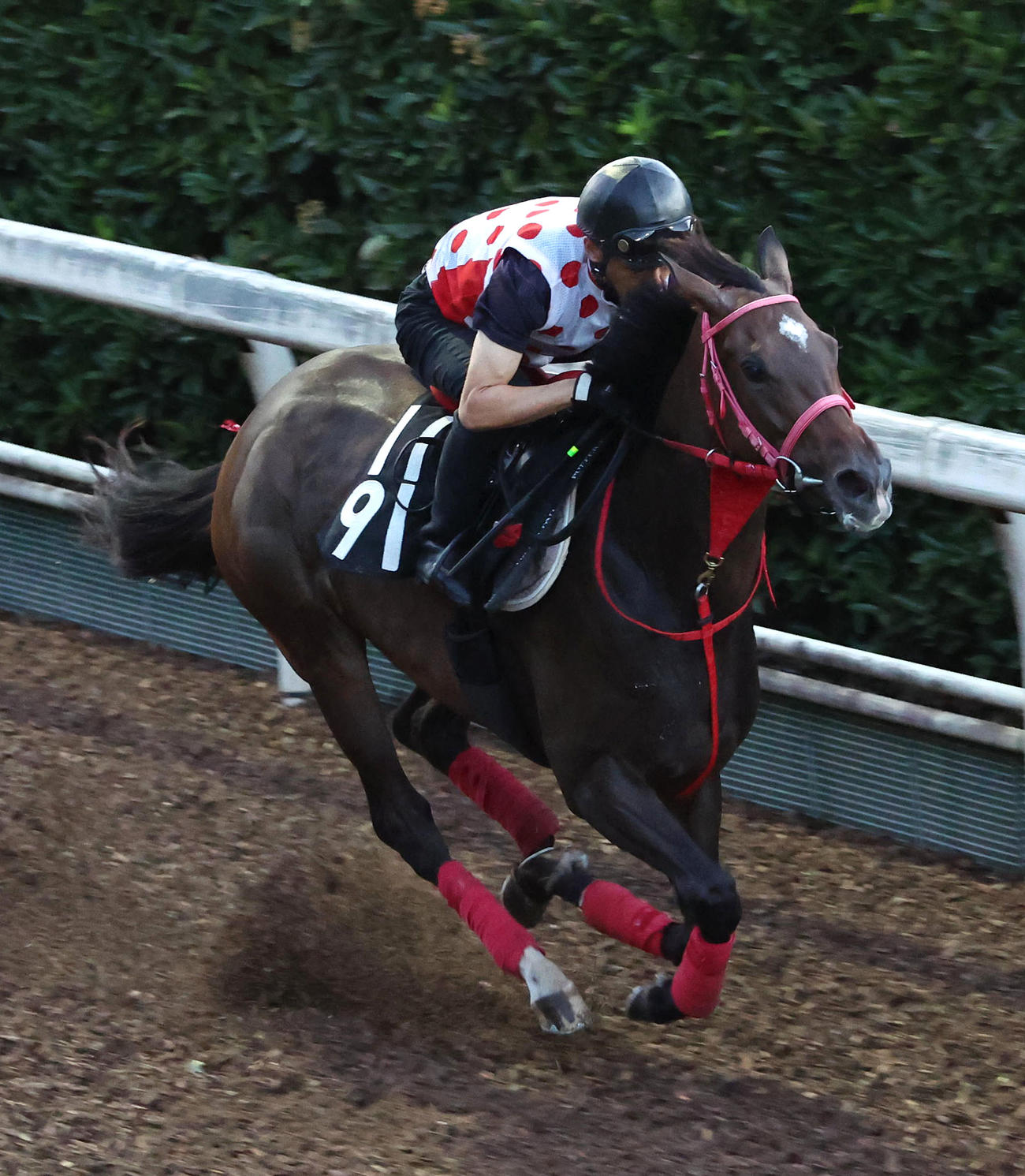 坂路を単走で追い切るライオットガール（撮影・白石智彦）
