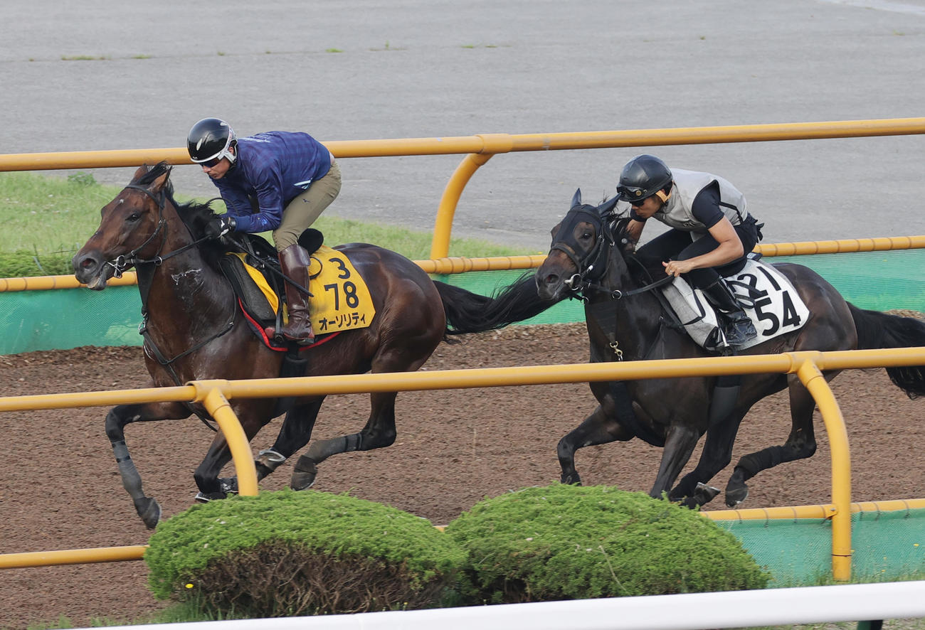 函館ウッドチップコースで、併せ馬で追い切られるオーソリティ（左）