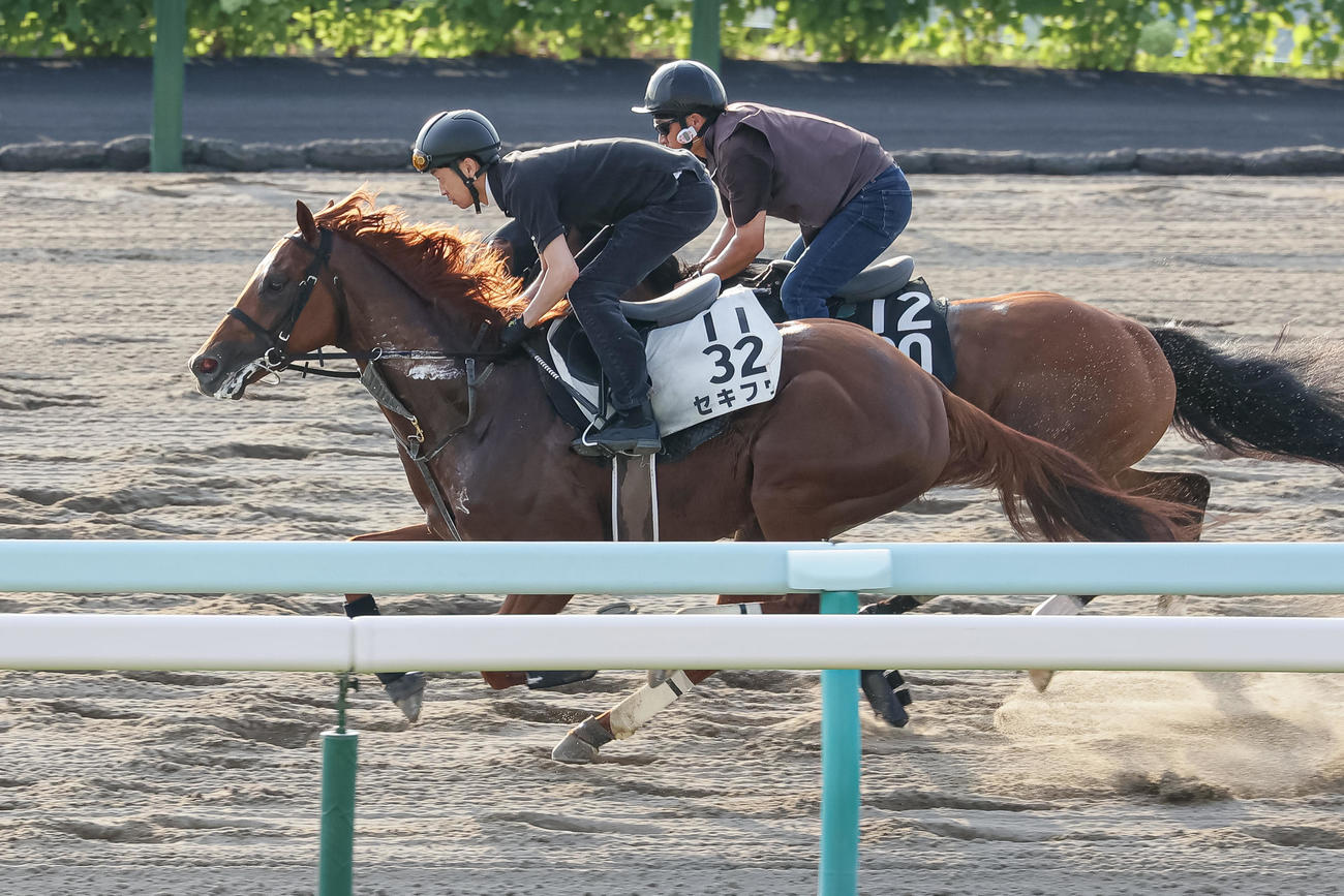 武幸師を背に札幌ダートで追い切られるセキフウ（撮影・村野早祐）