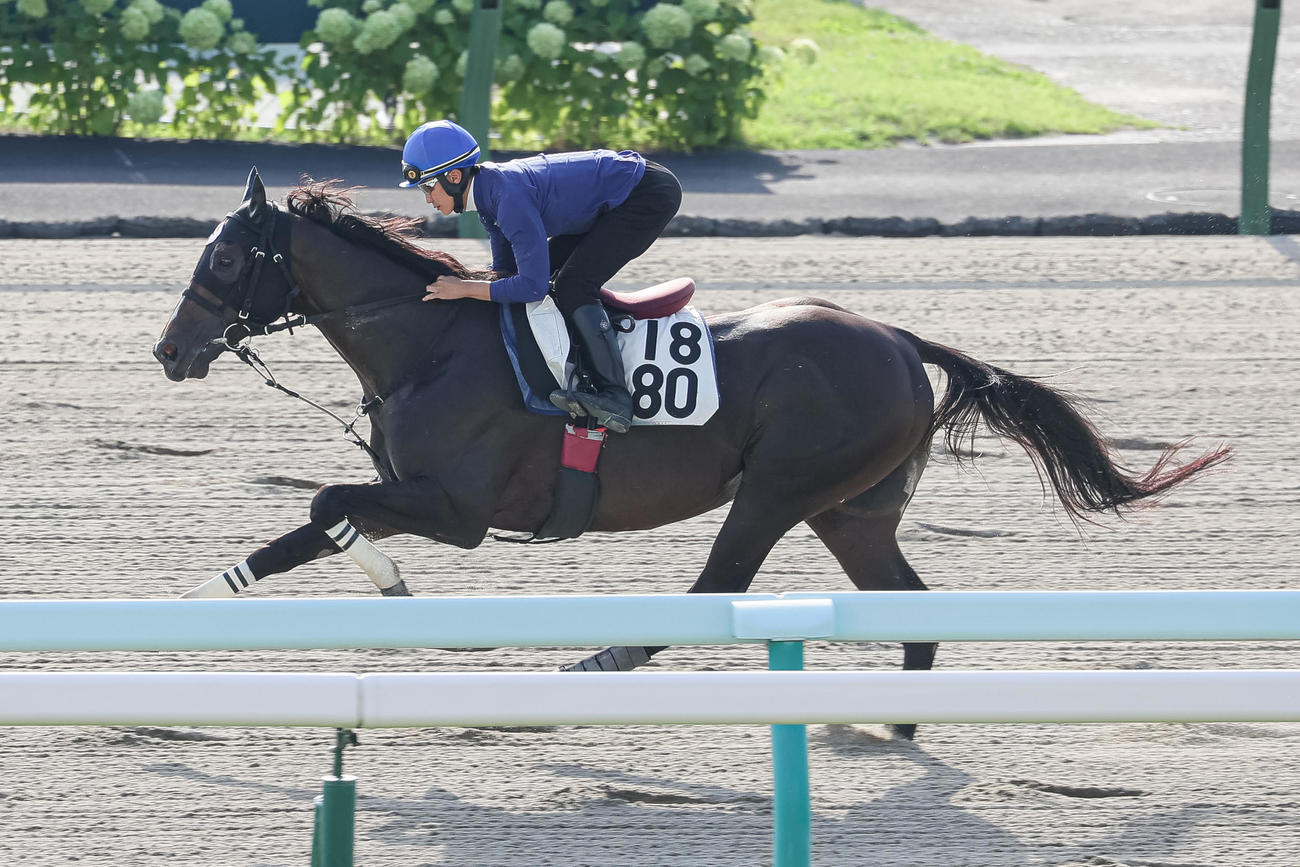 富田騎手を背に札幌ダートで追い切られるペプチドナイル（撮影・村野早祐）